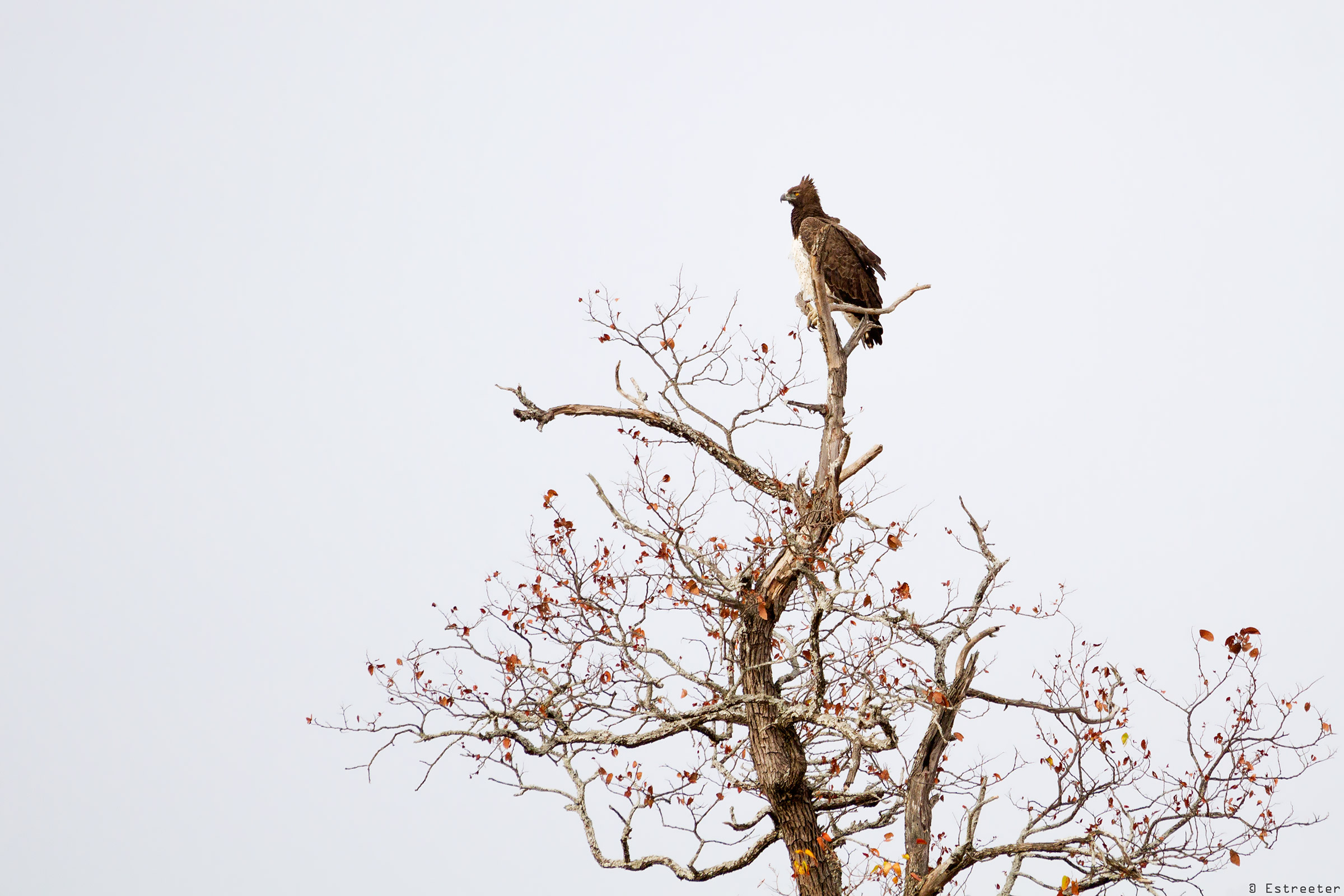 Martial Eagle