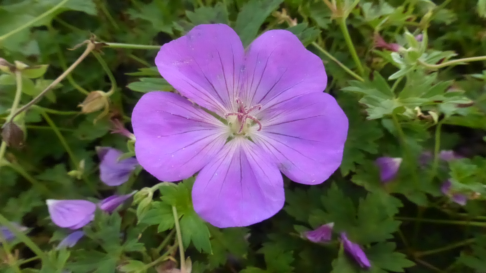 Wild geranium
