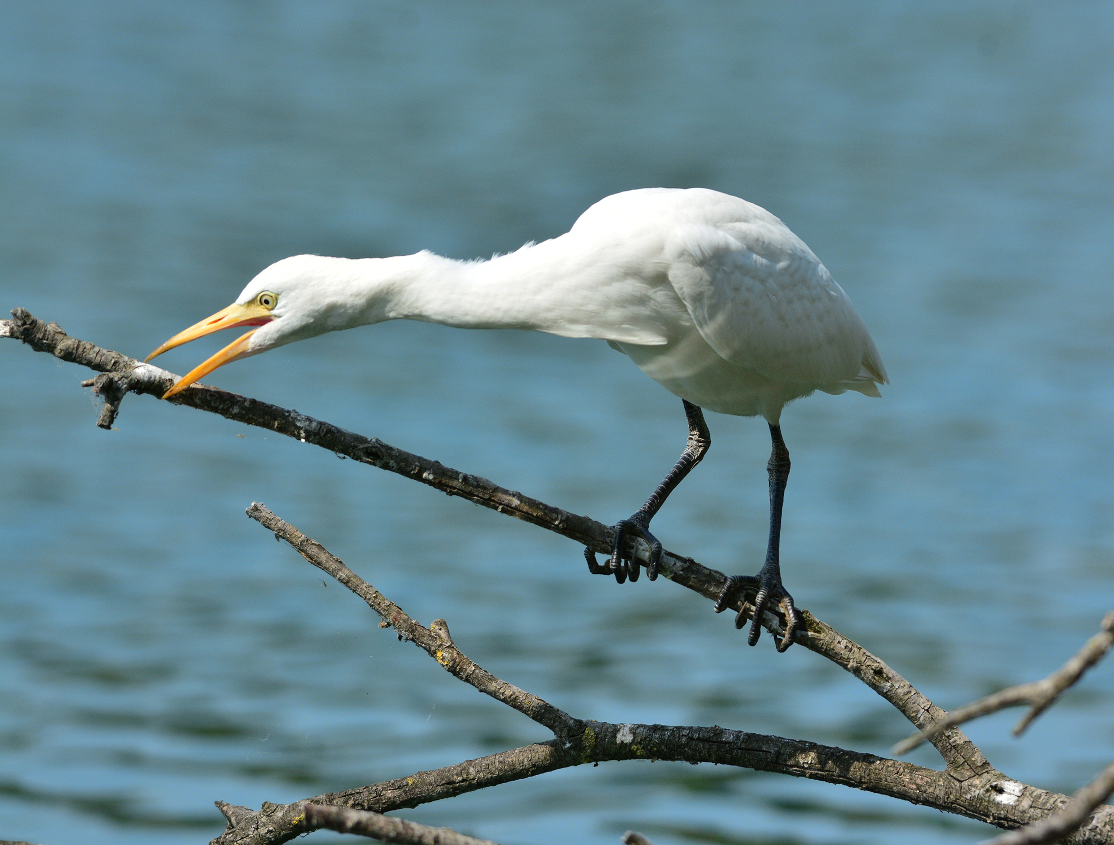 guardabuoi al laghetto turchese
