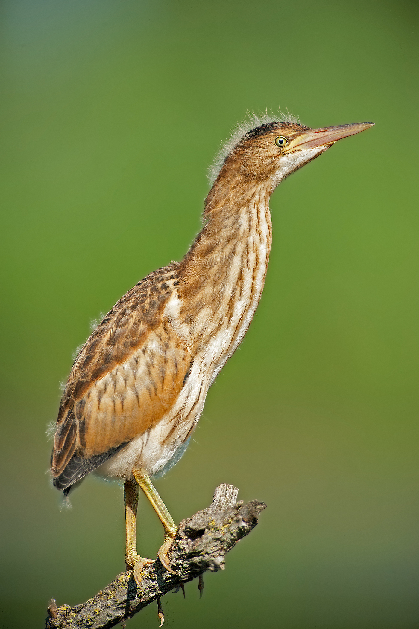 young bittern