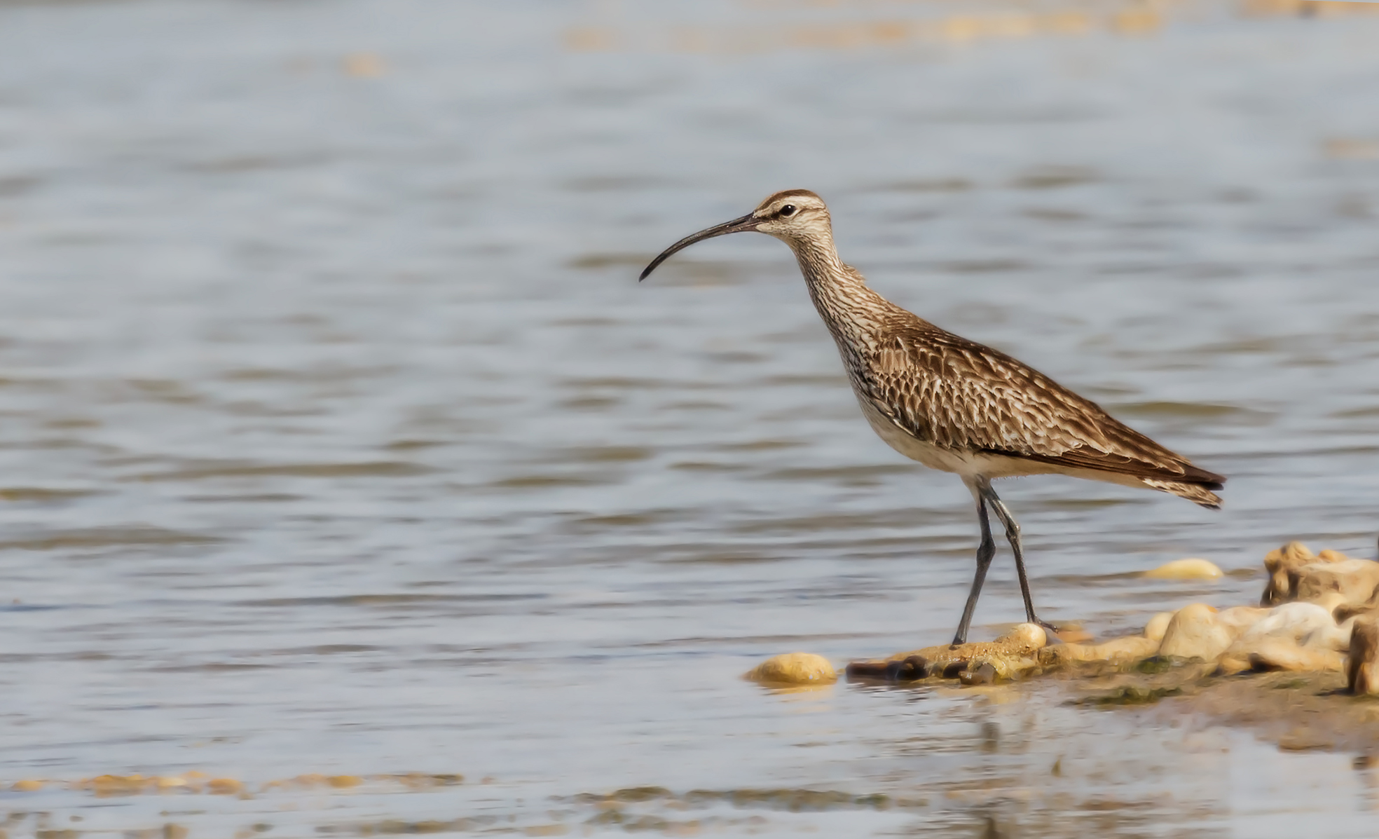 Adulto di Chiurlo piccolo...