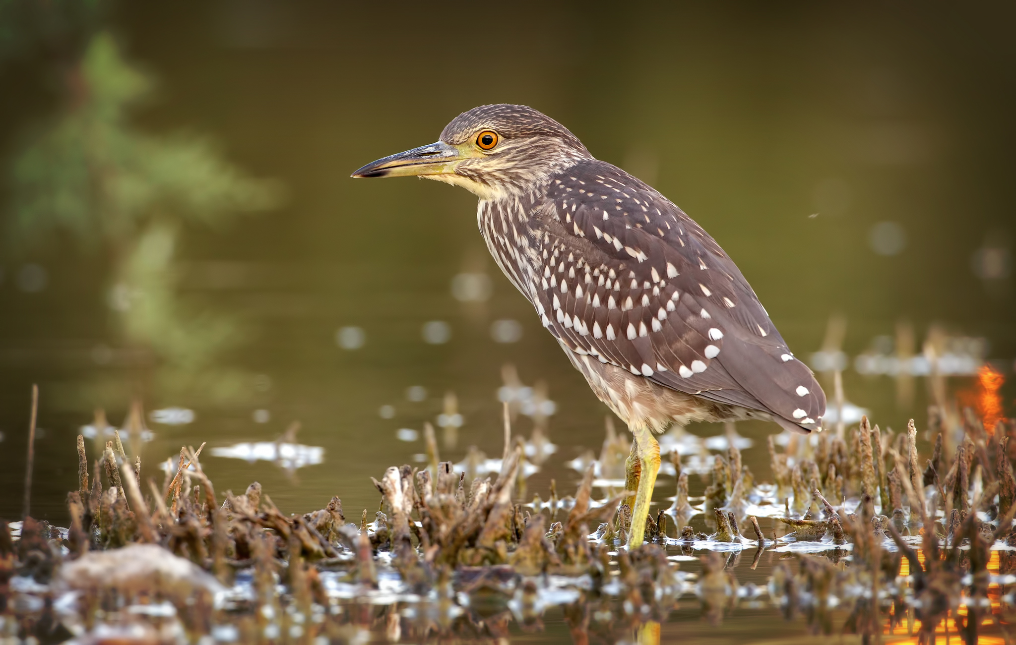 Alle 8 della sera ( nitticora )
