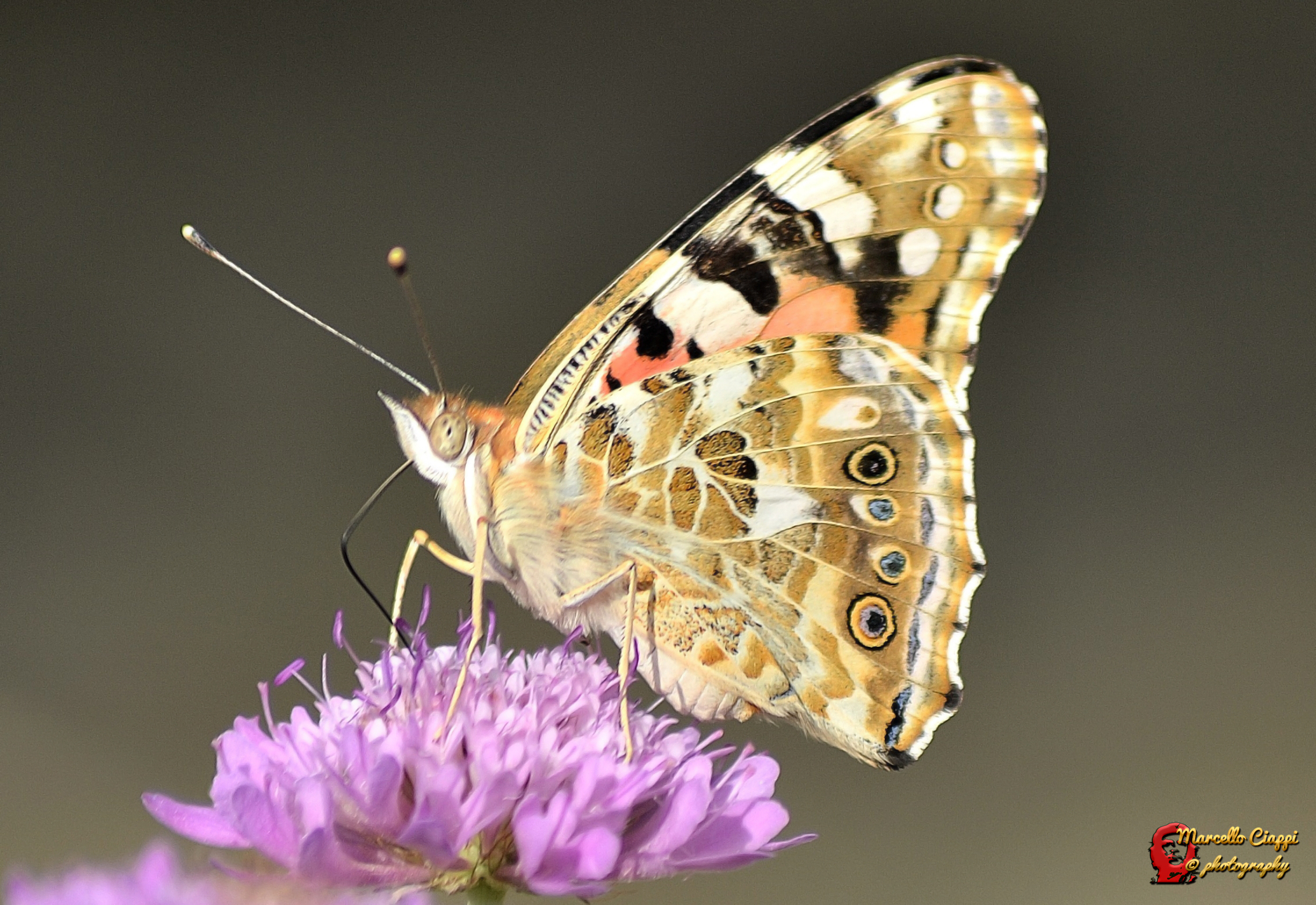 Vanessa cardui