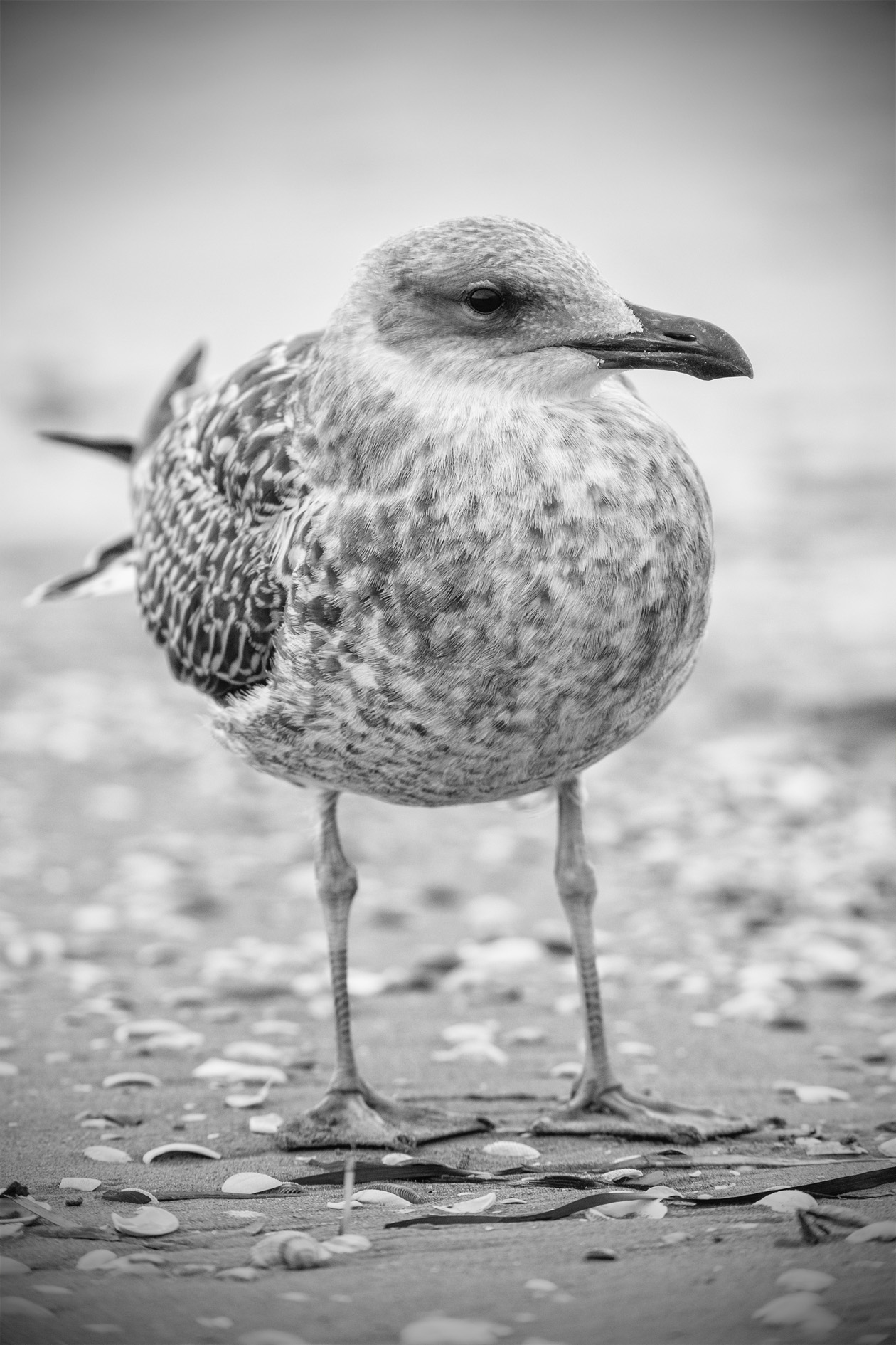 herring gull, a confidant youngster