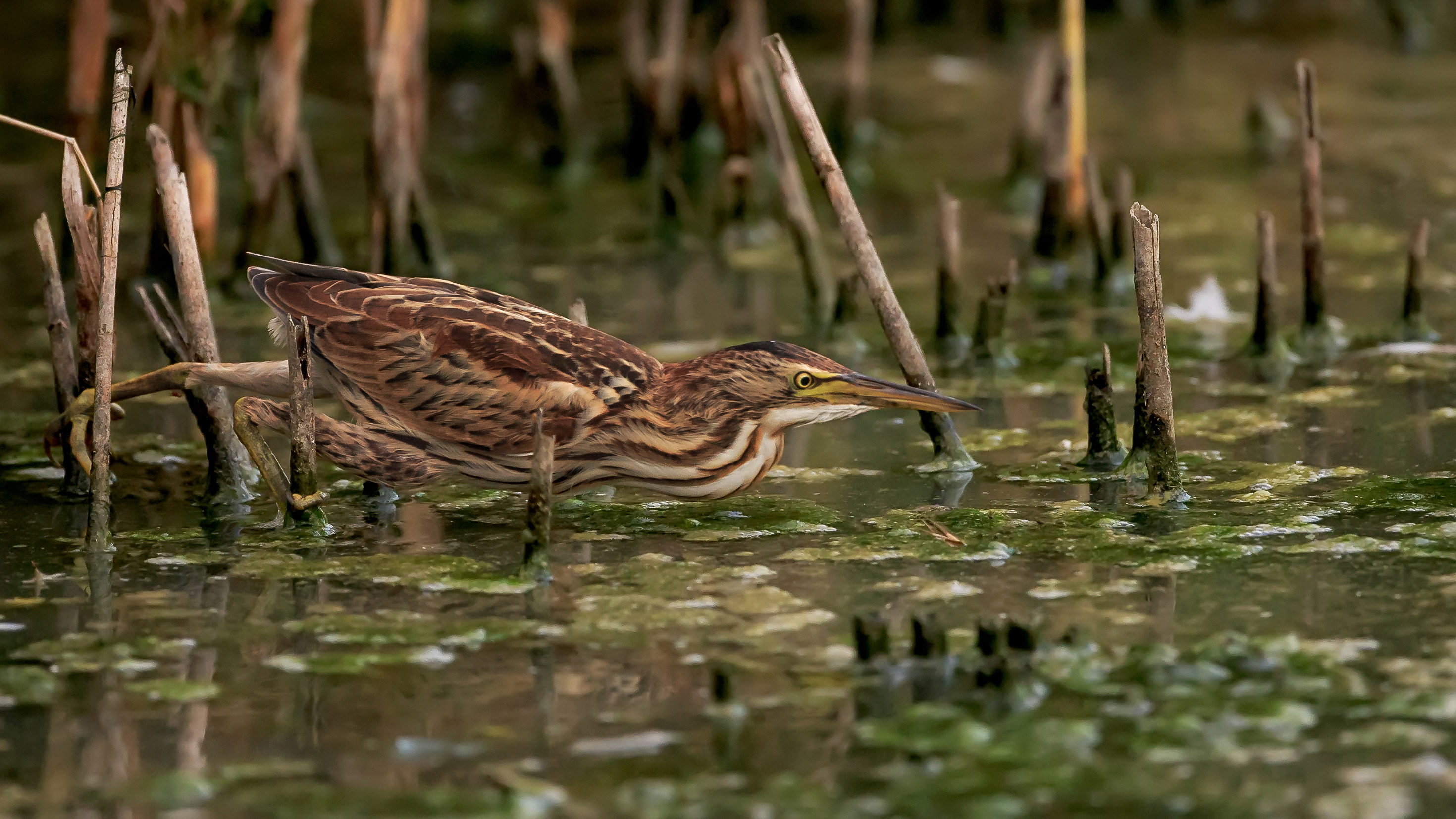 Caricare....puntare....