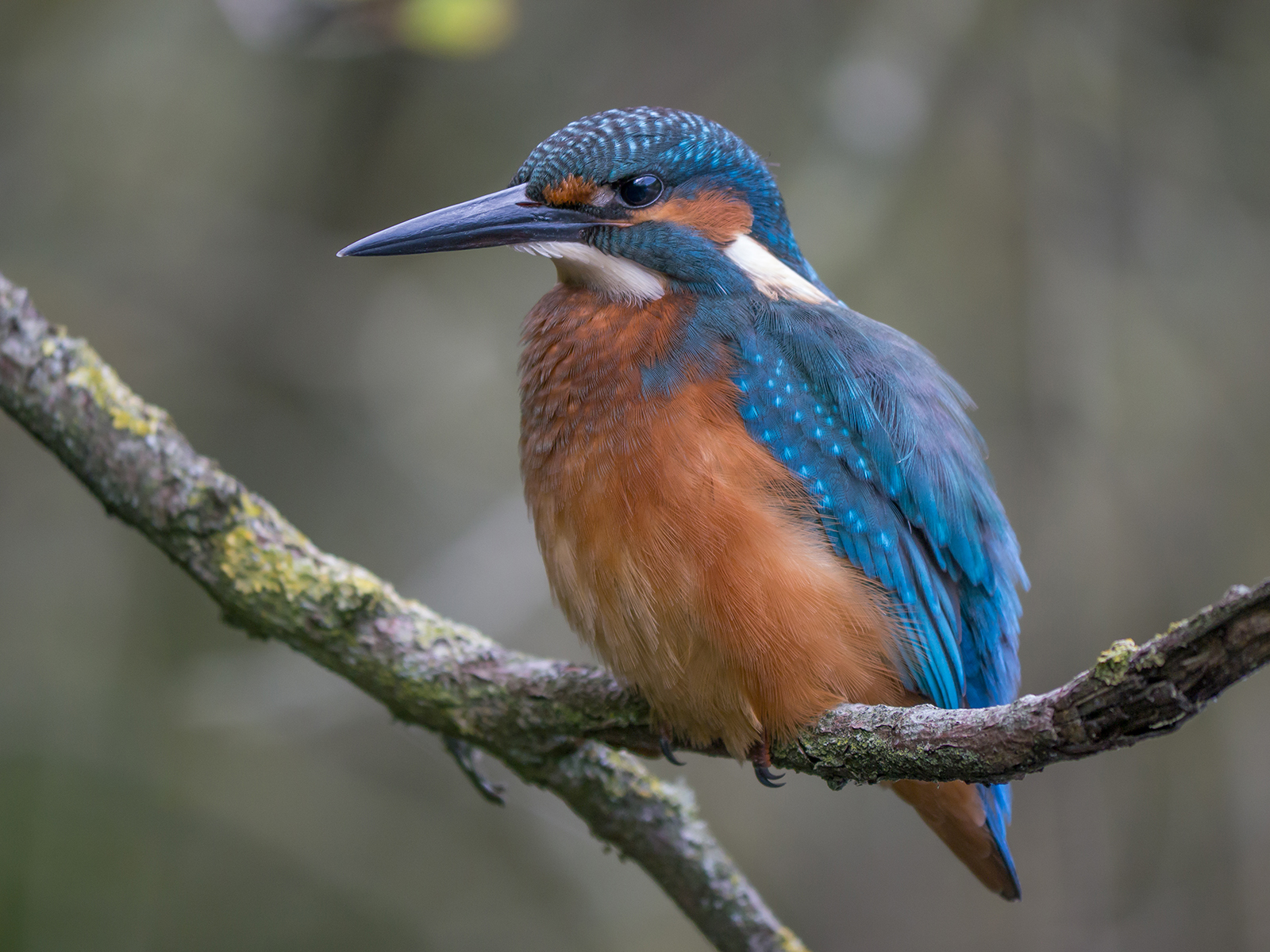 Should I go on a diet.