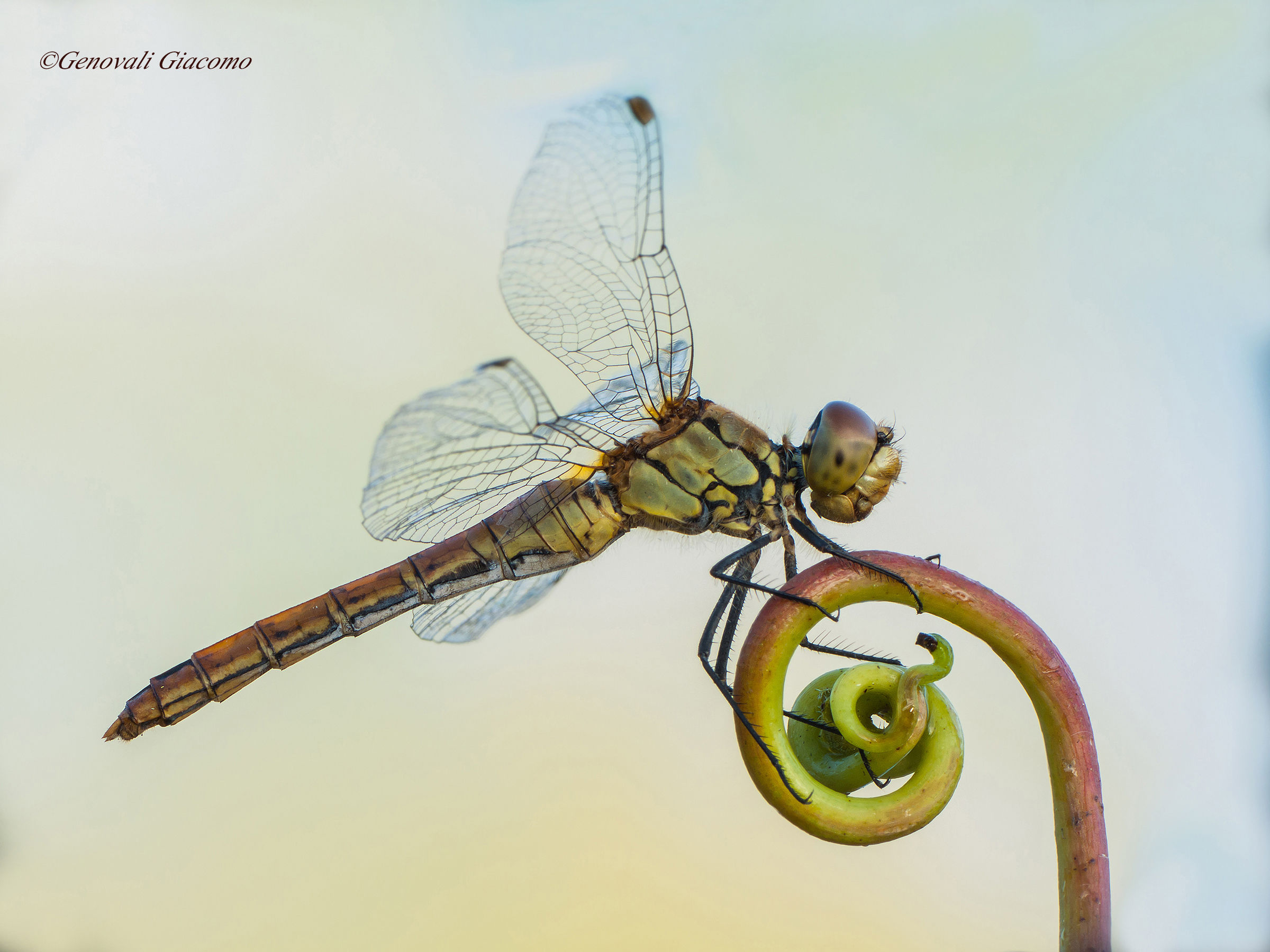 dragon fly
