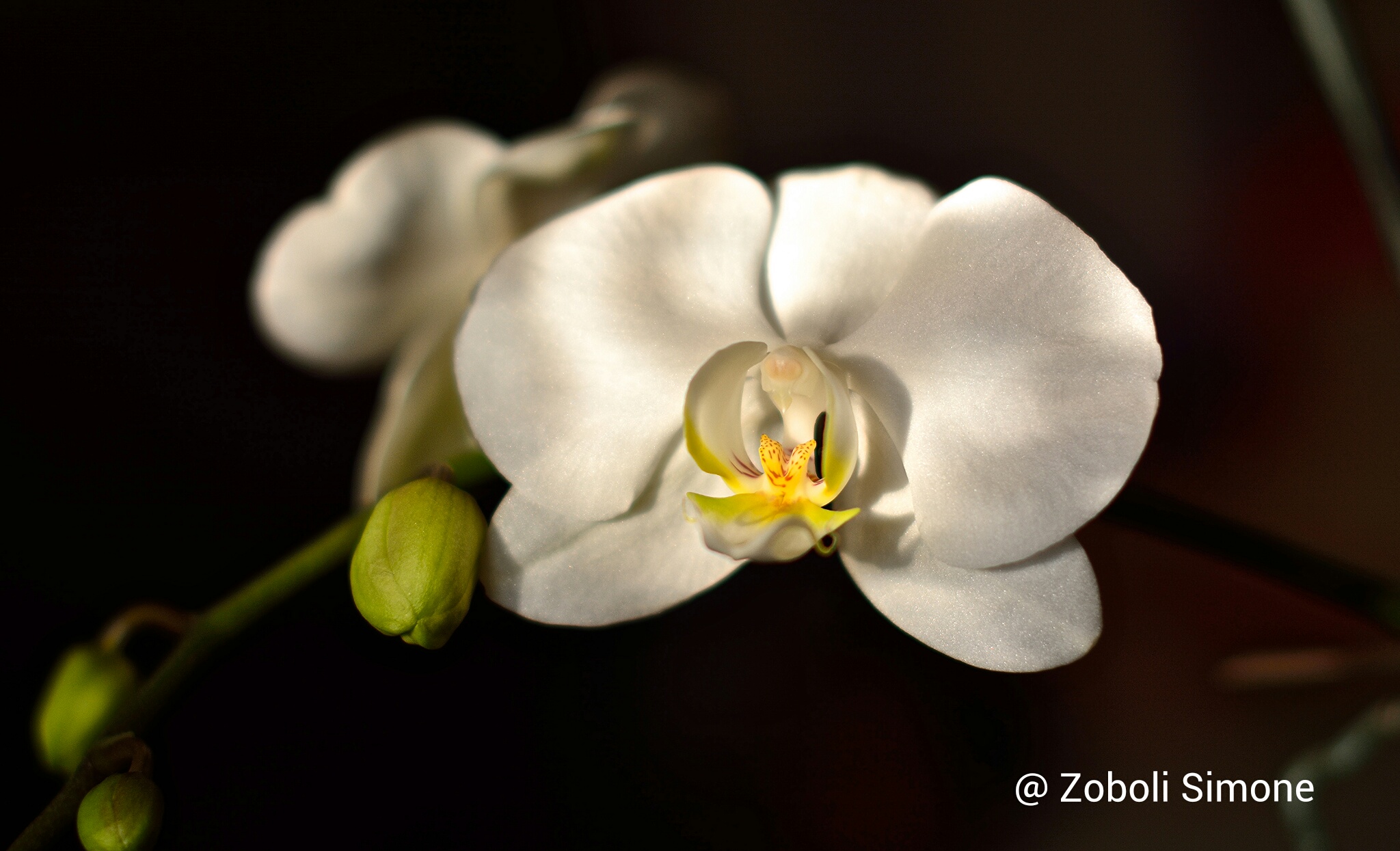 Ritratto di un'orchidea