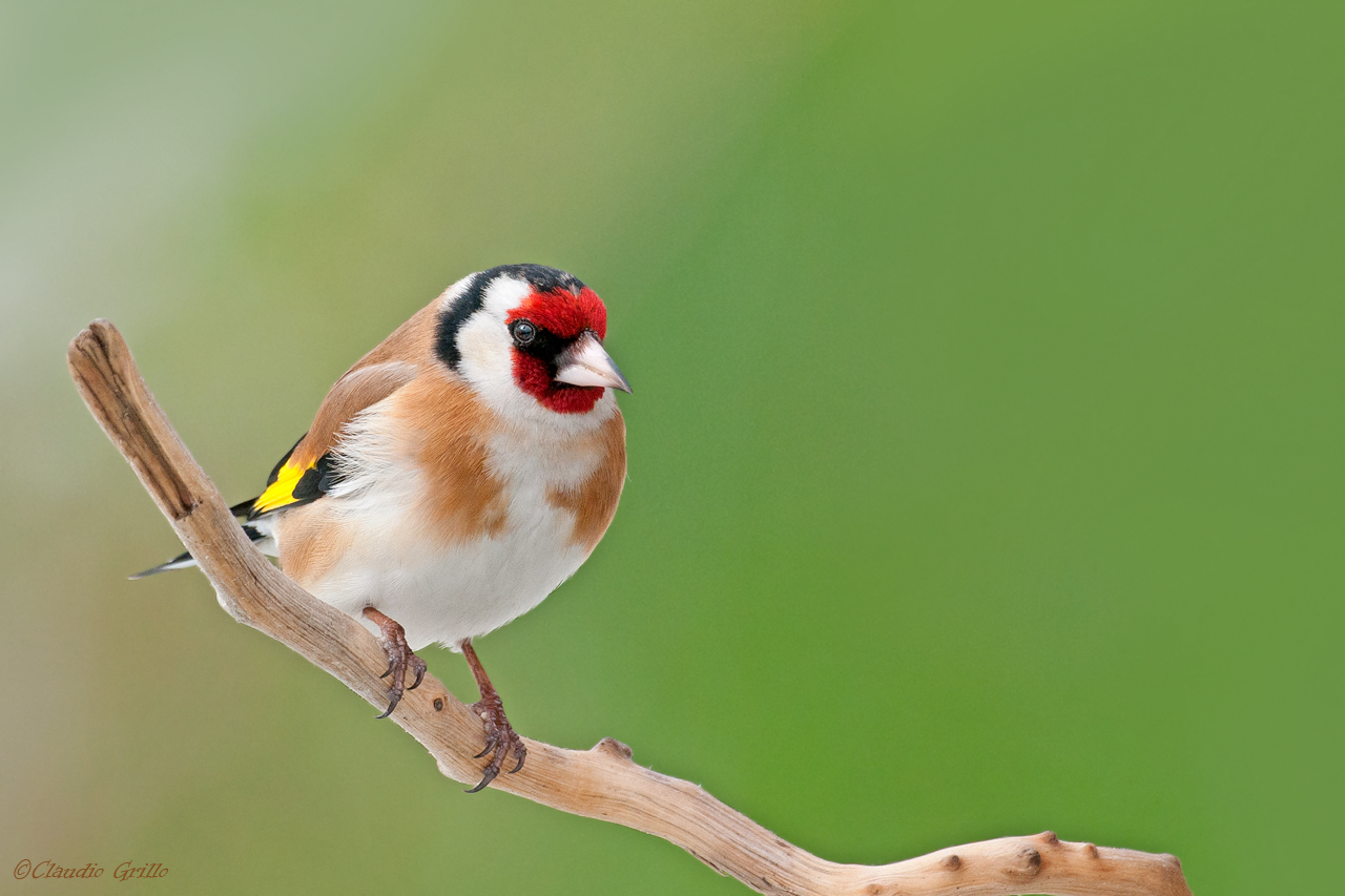 Goldfinch
