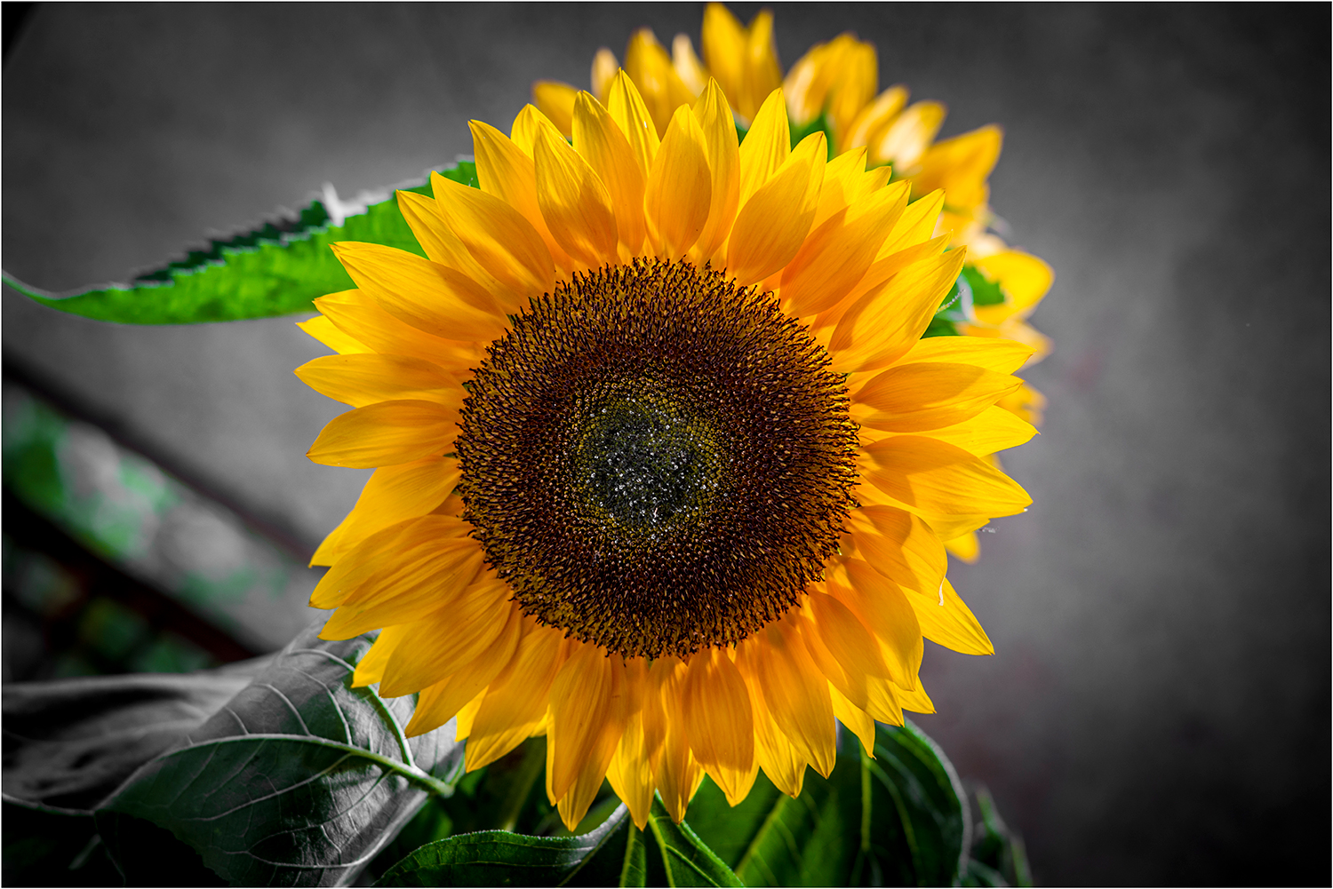 Sunflower