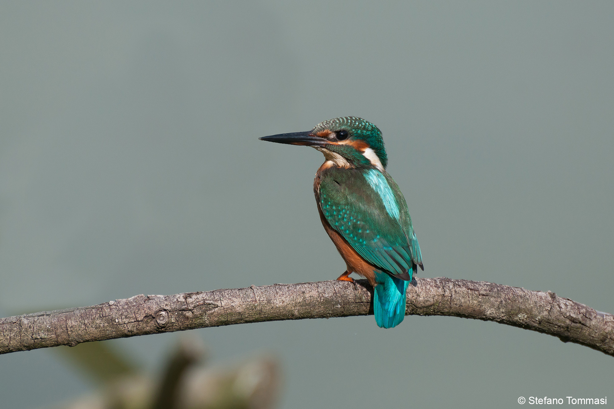 Distinguishing features ... beautiful!