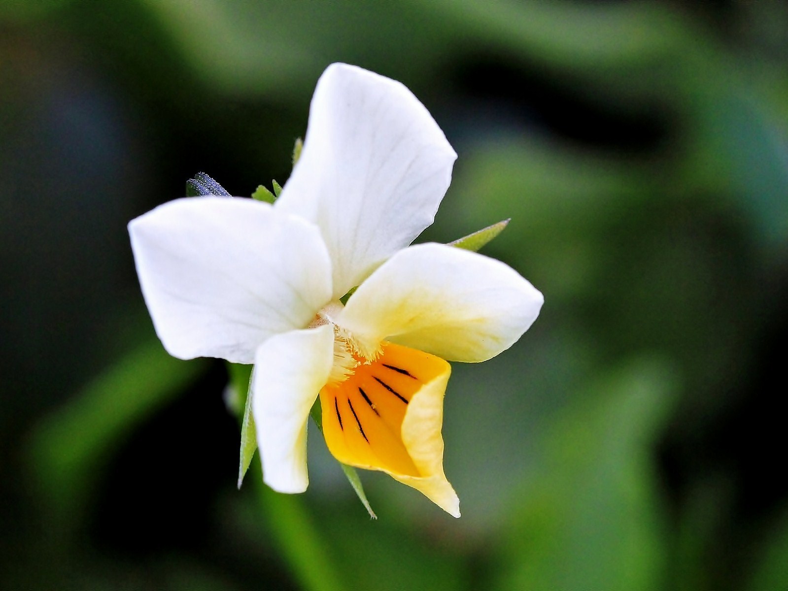 Viola arvensis (Viola dei campi)