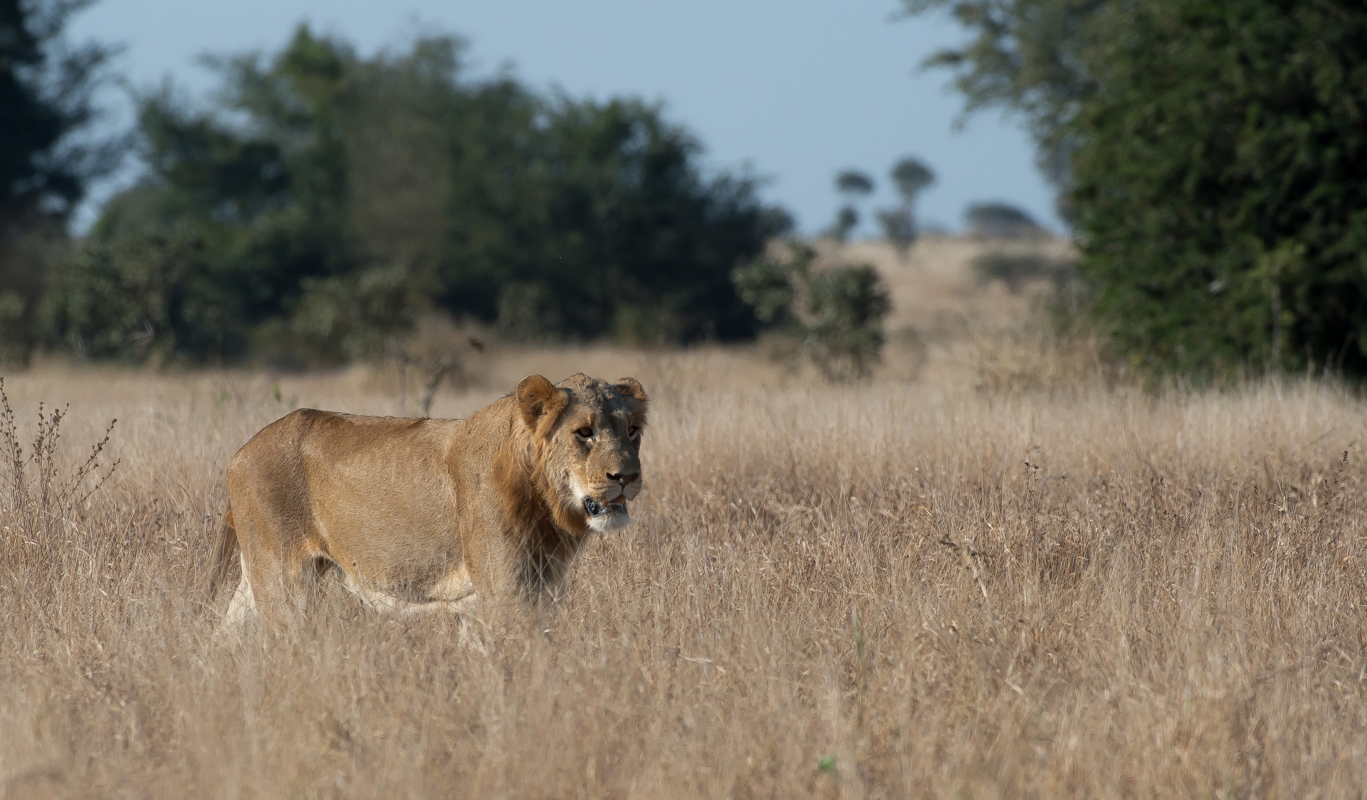 young male lion