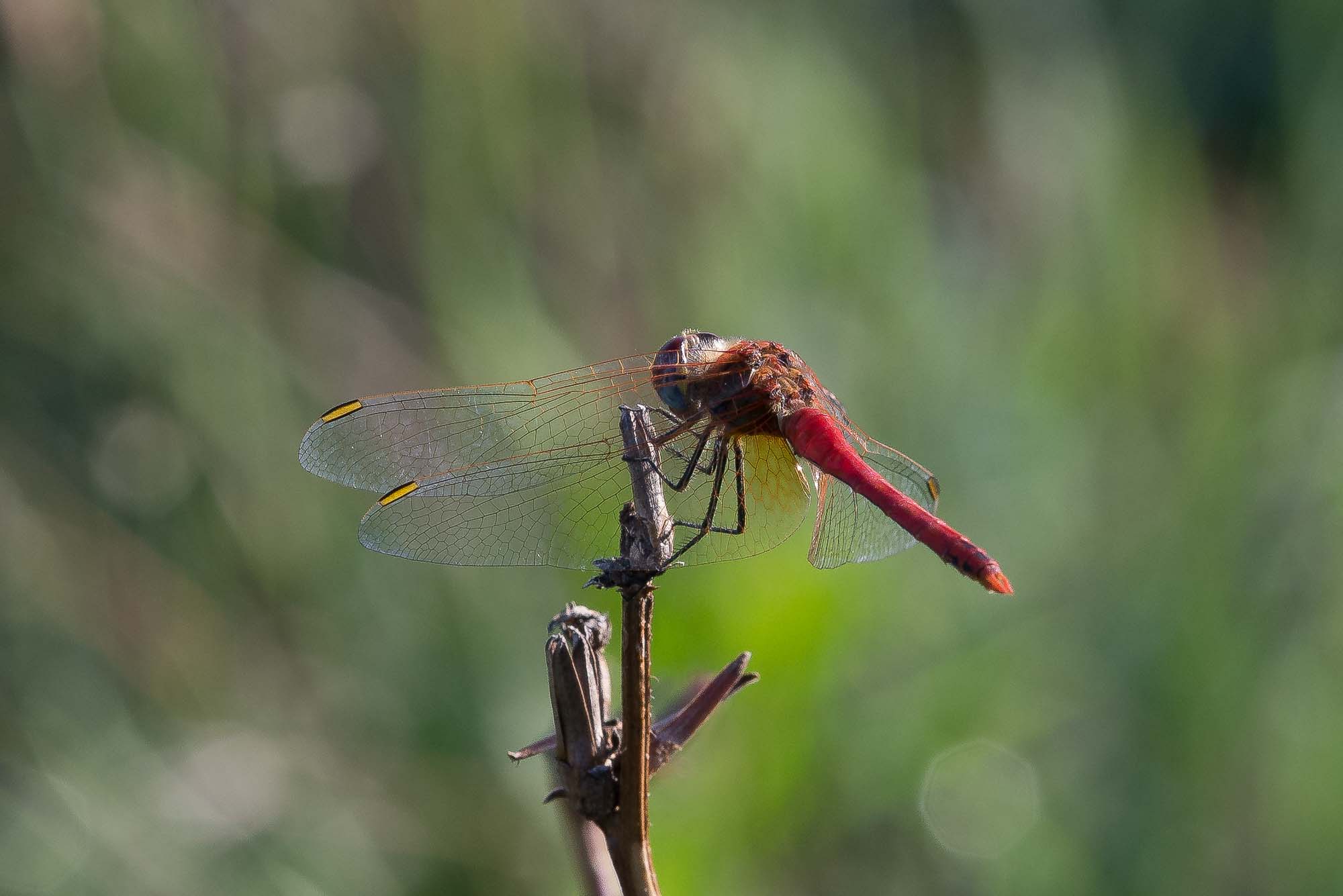 Libellula rossa