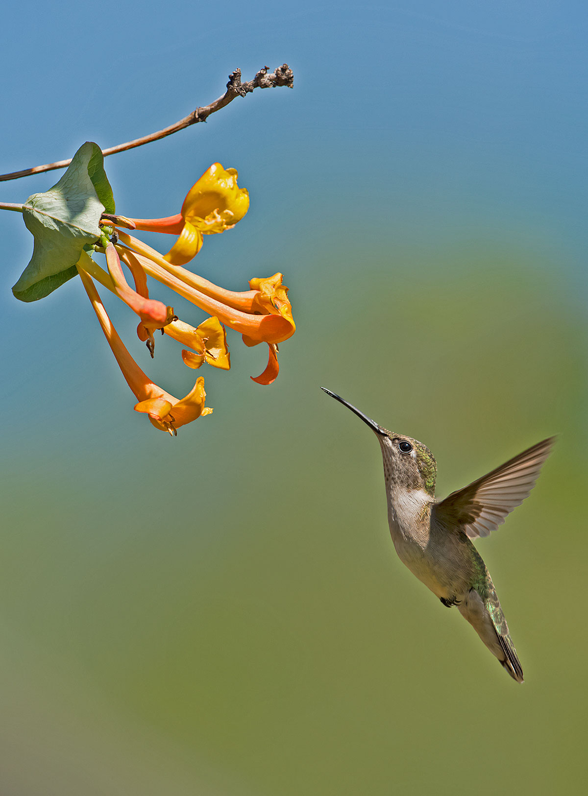 Ruby-throated Hummingbird