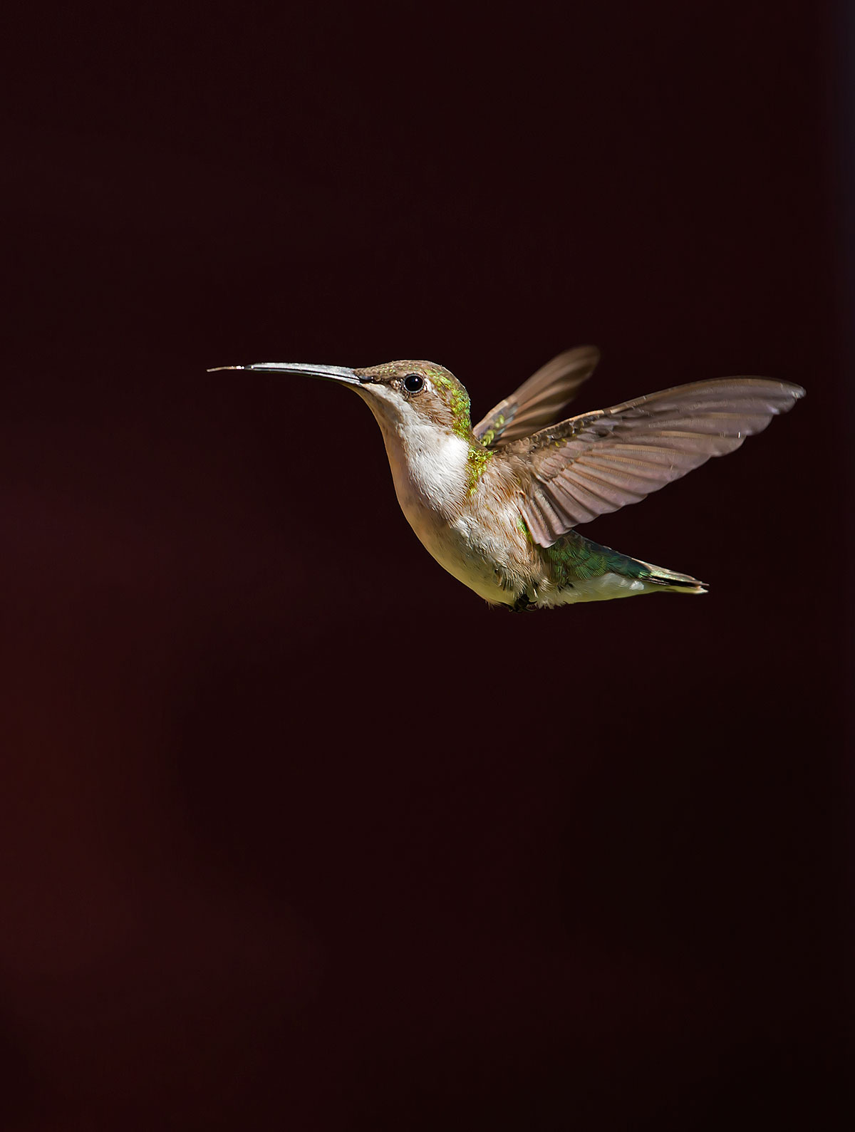 Ruby-throated Hummingbird