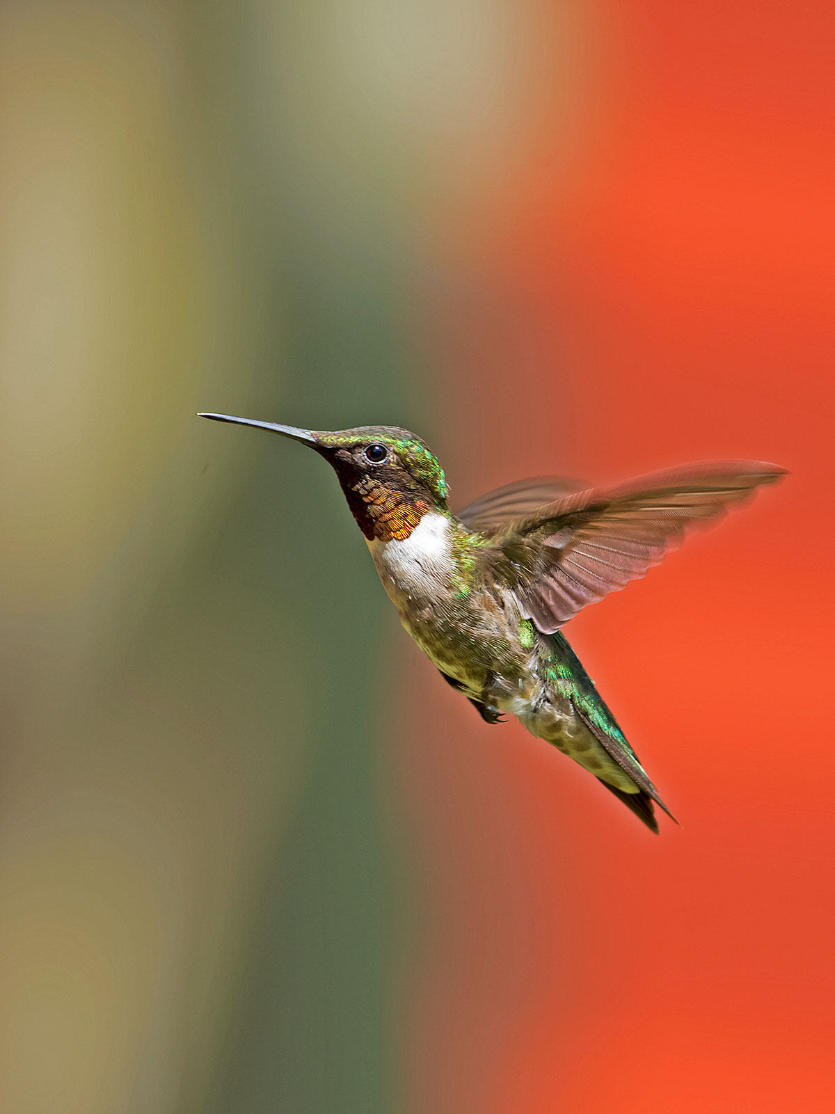 Ruby-throated Hummingbird