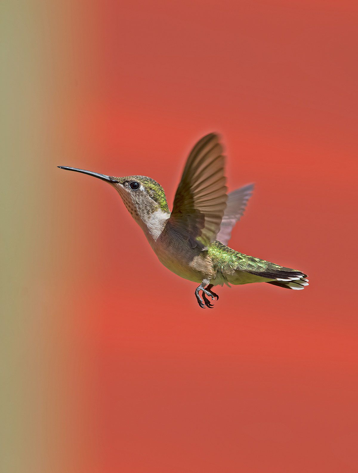 Ruby-throated Hummingbird