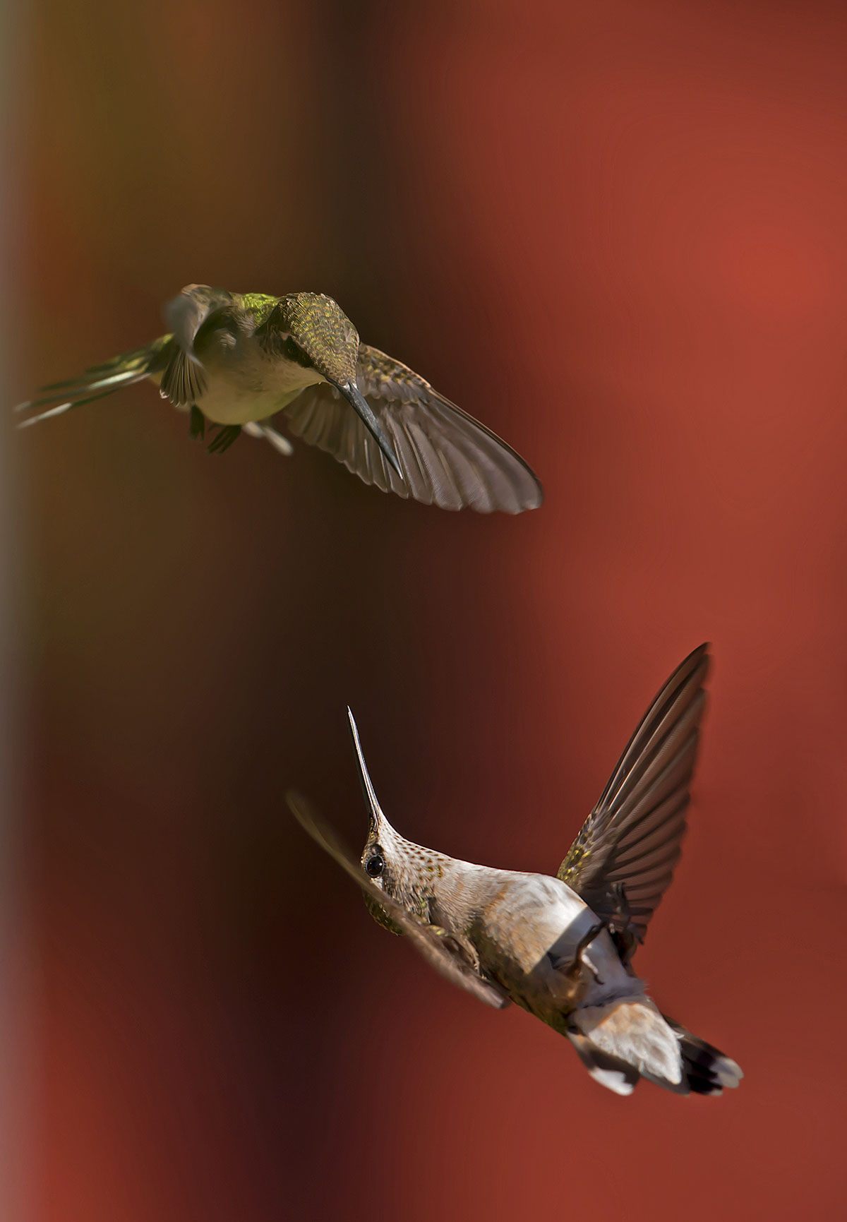 Ruby-throated Hummingbird