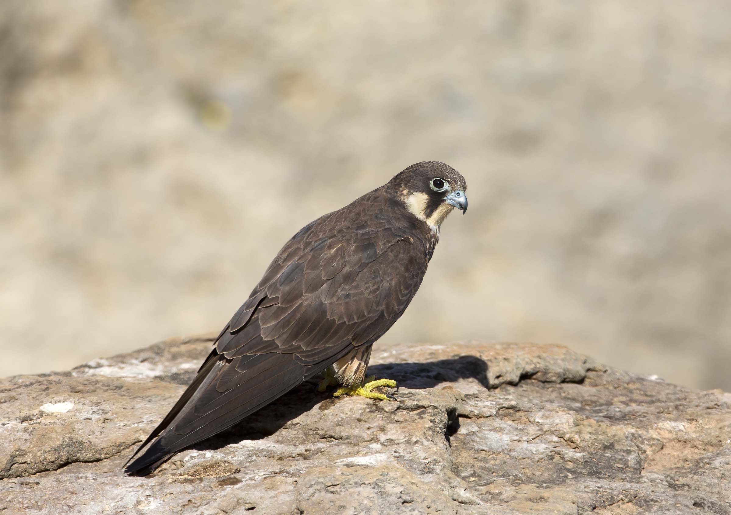 falco della regina (falco eleonorae)