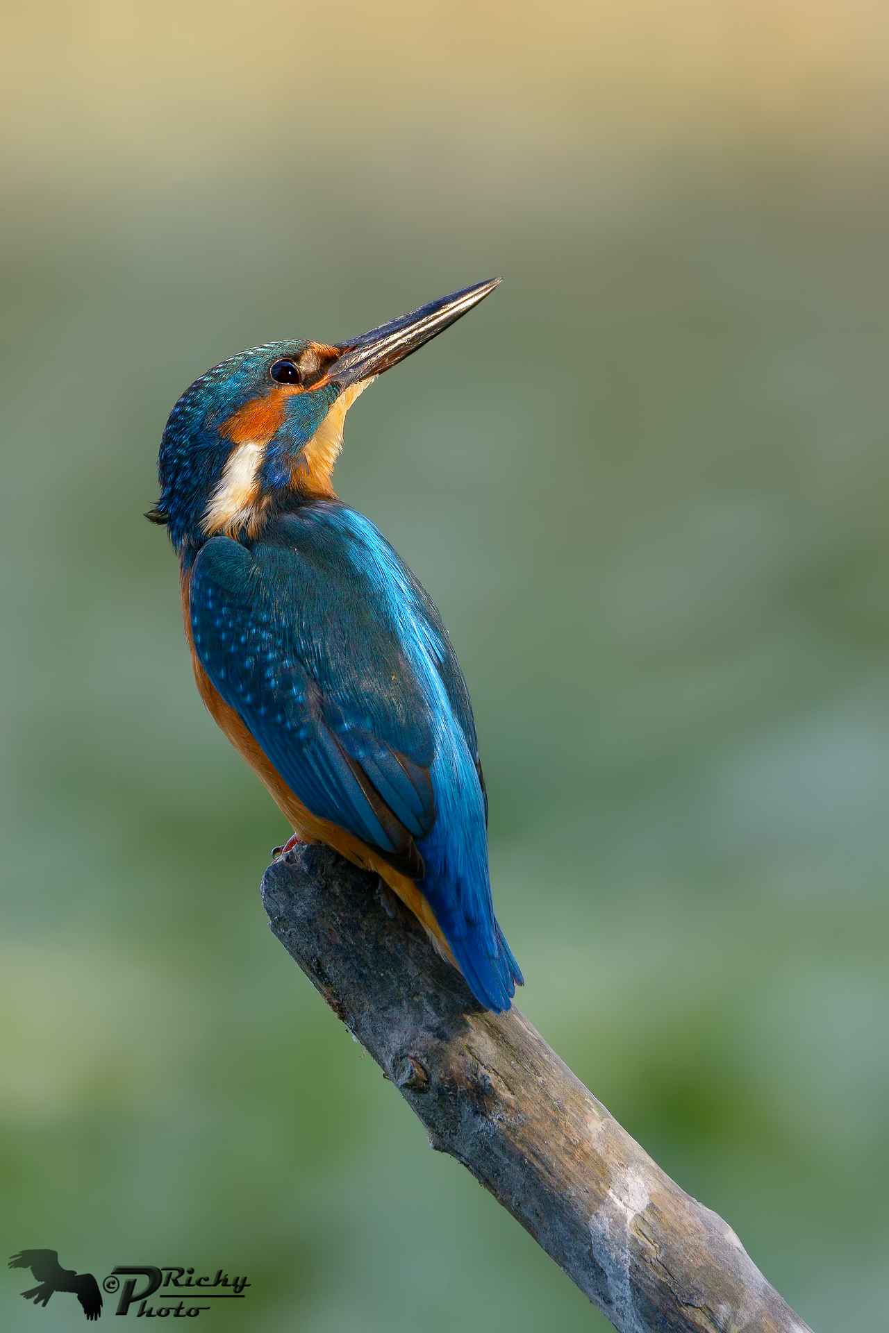 Lo sguardo incuriosito !