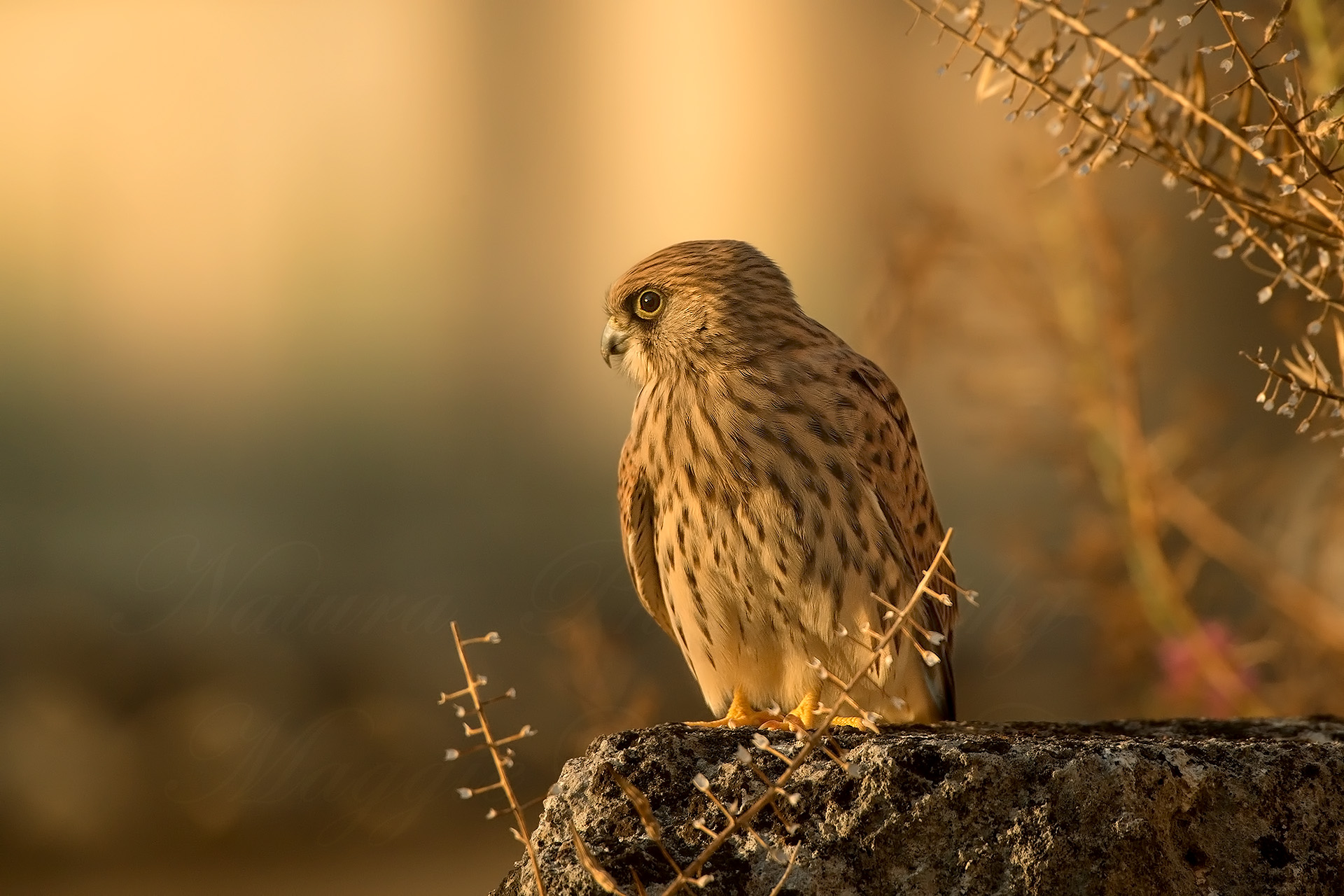 Grillaio al tramonto