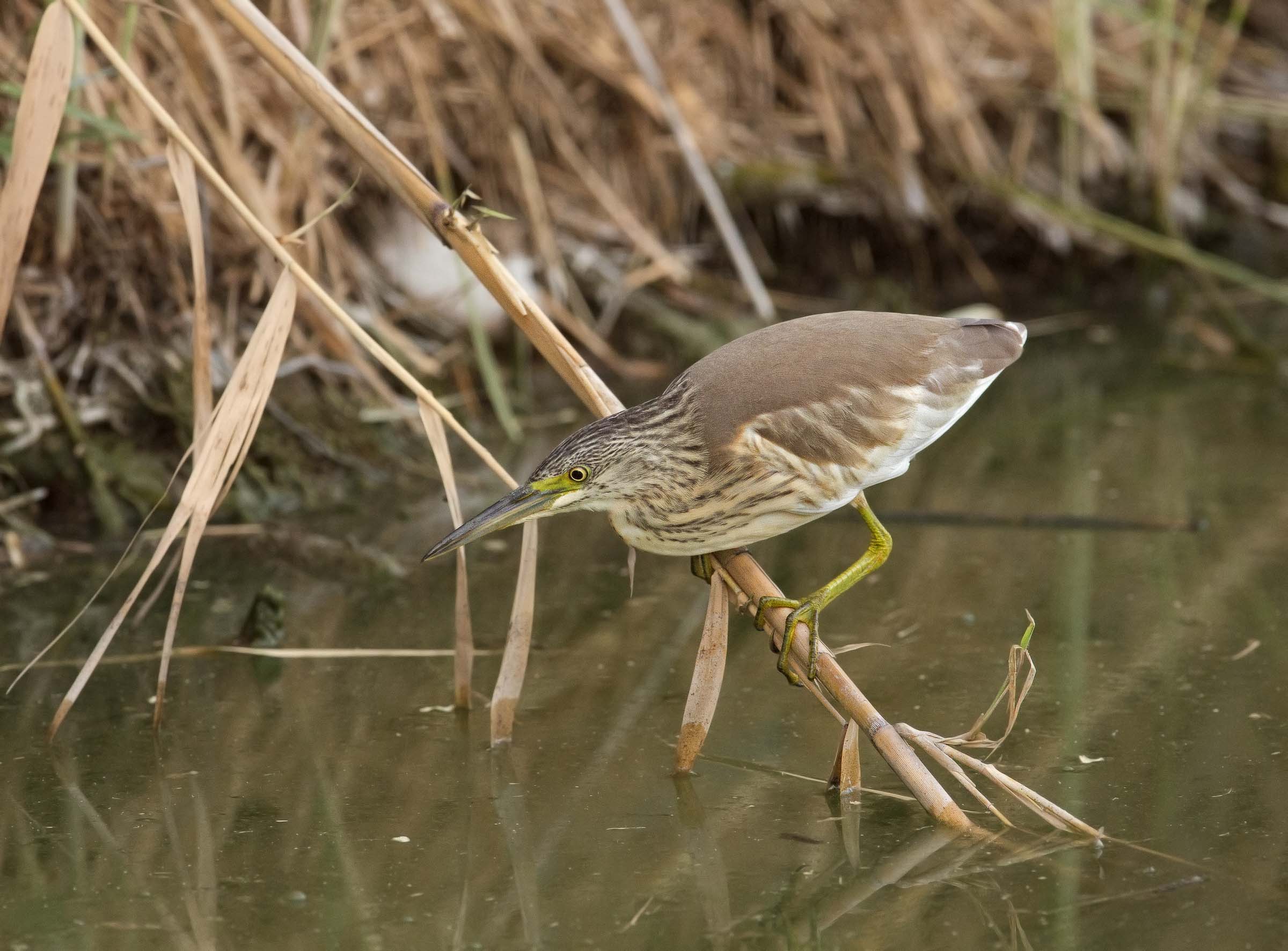 immaturo di sgarza ciuffetto 6400 iso!!