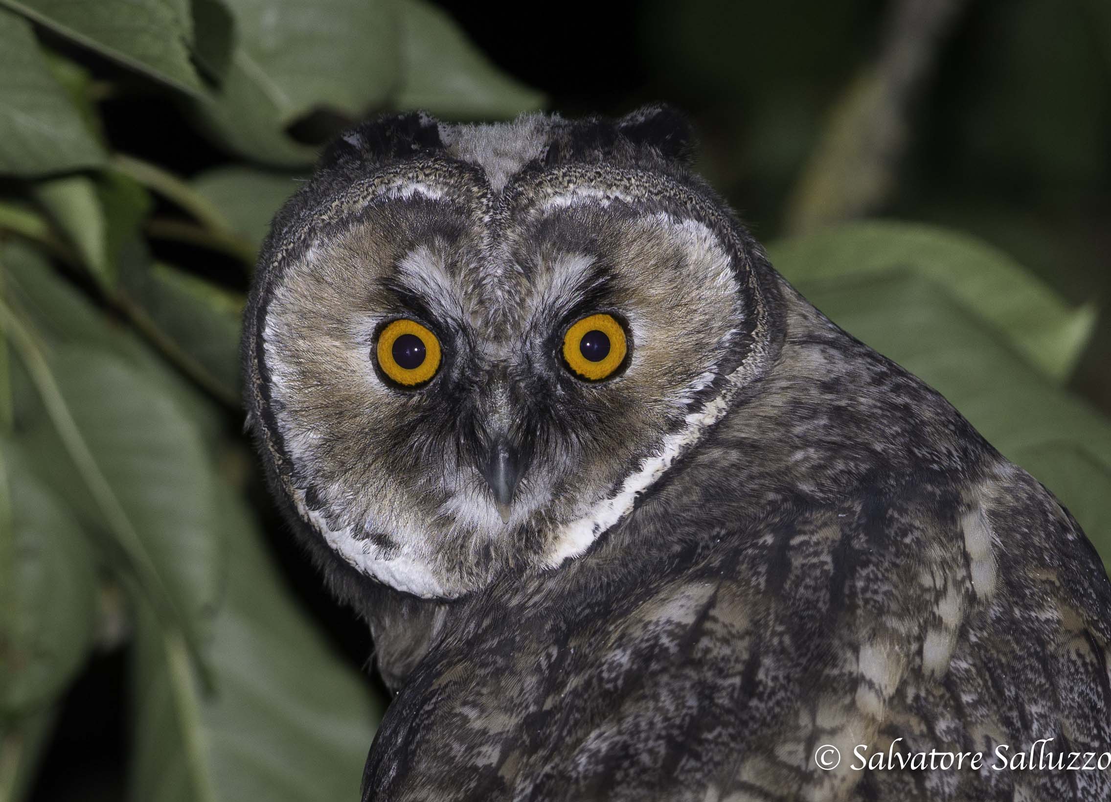 Pullo di gufo comune