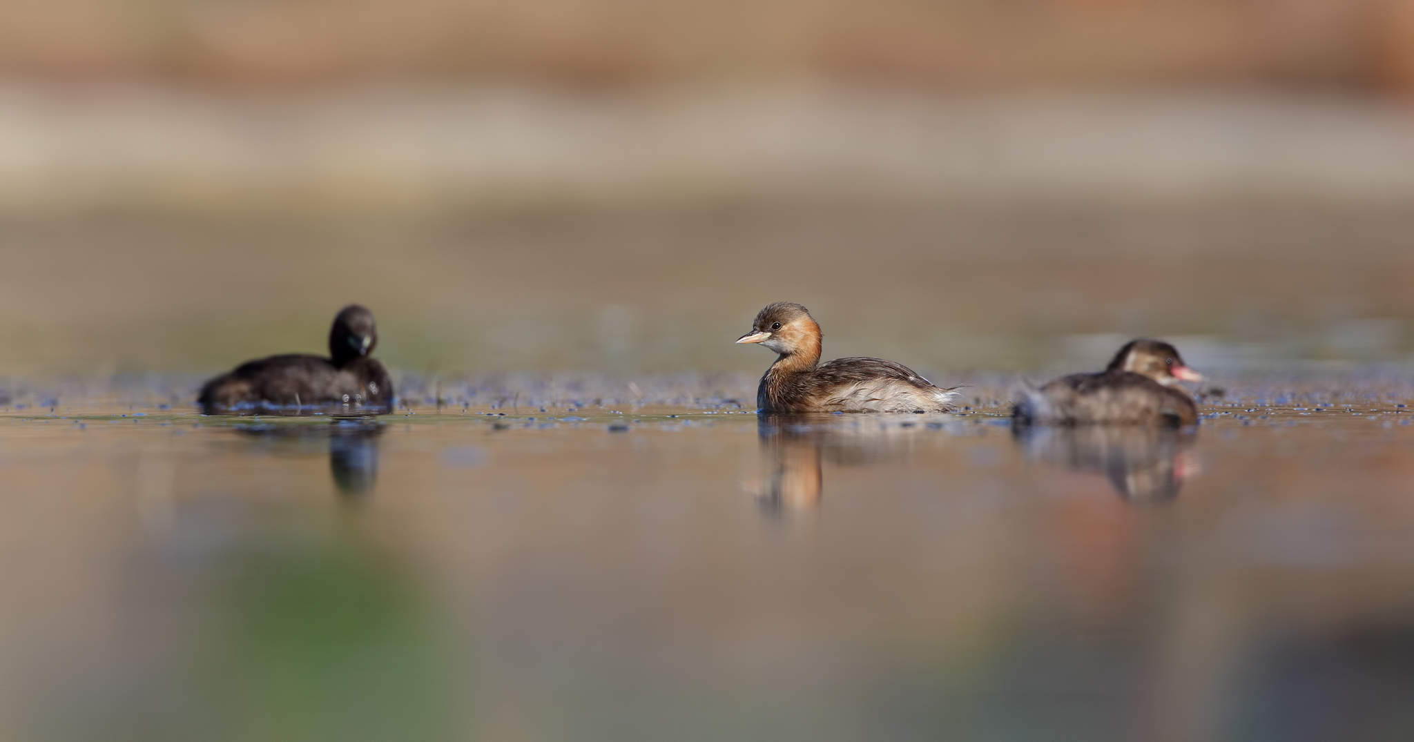 Famigliola di tuffetti