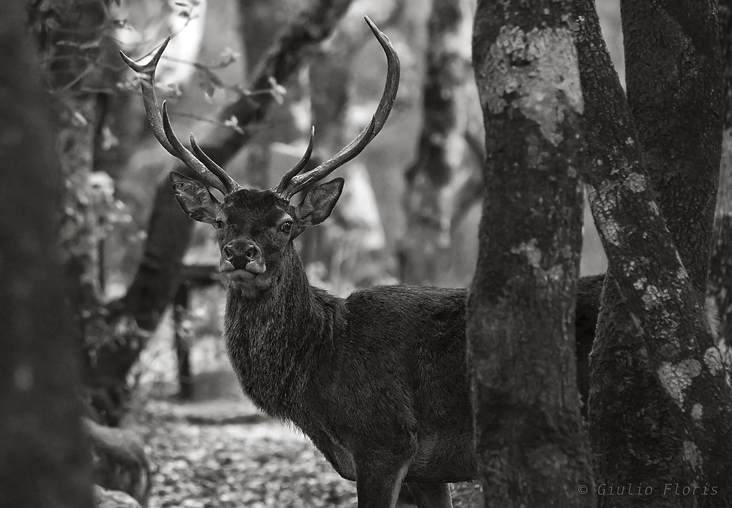 Sardinian deer - Cervus elaphus corsicanus