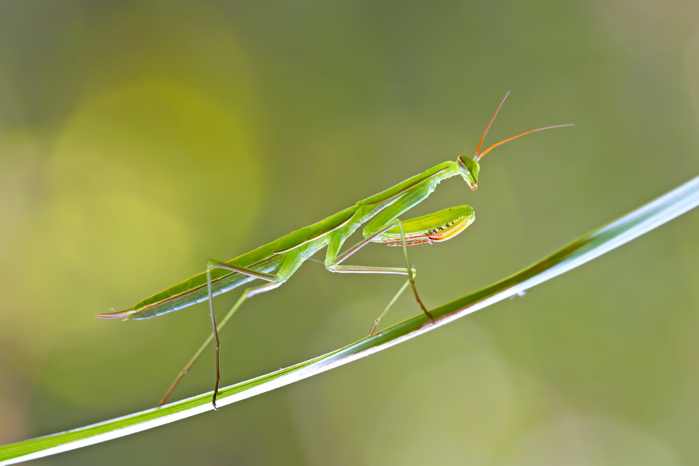 Mantis Religiosa