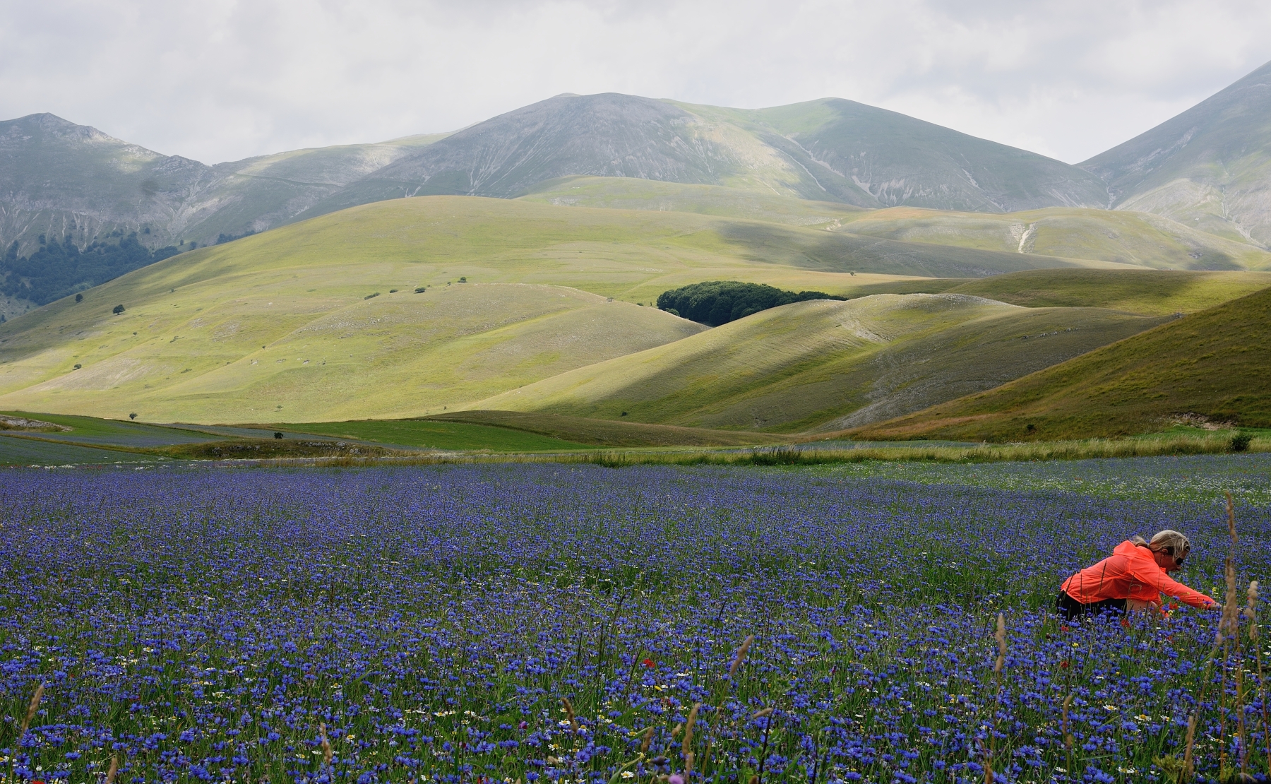 Fiordalisi Castelluccio