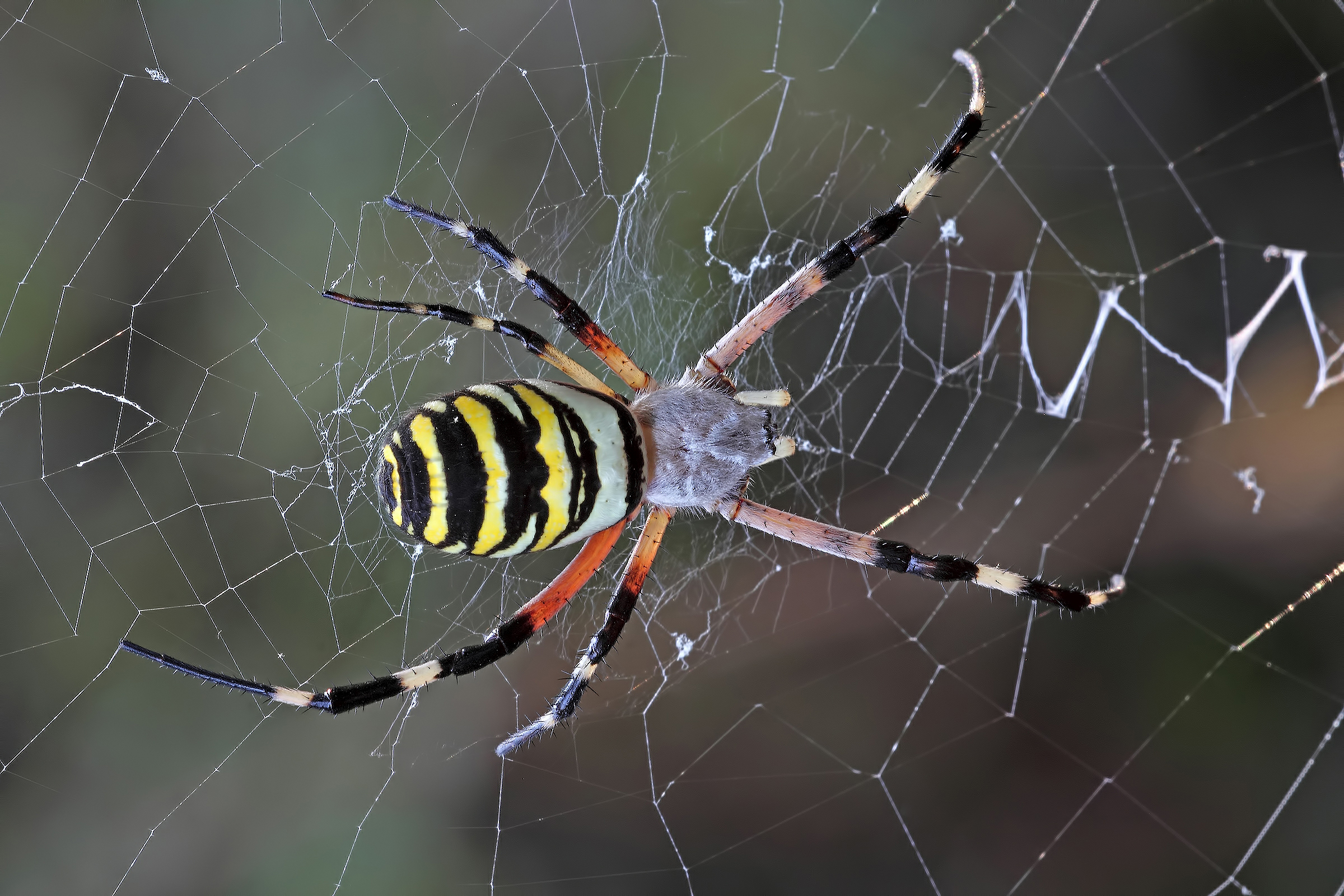 Argiope