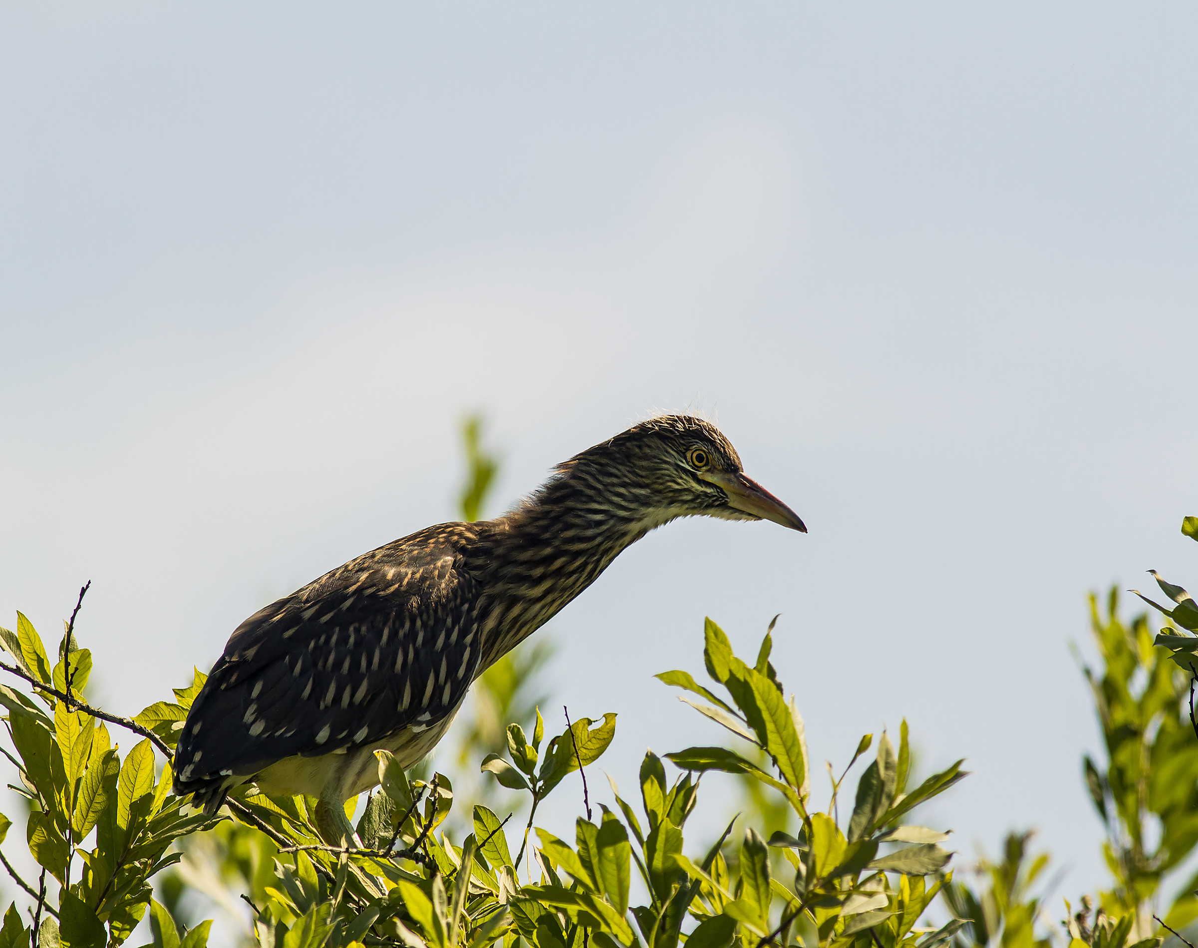 Night Heron juv backlight