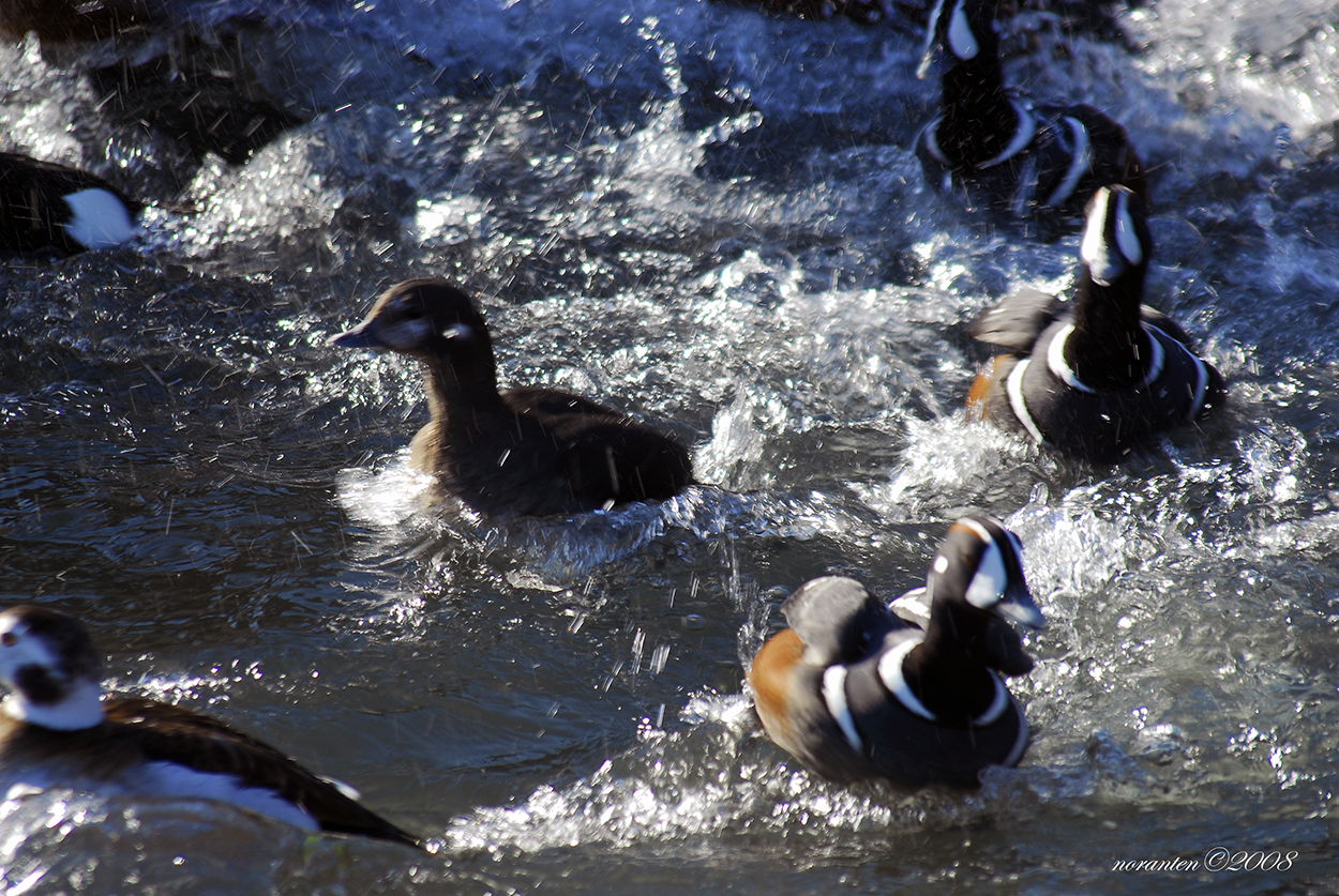 Moretta Ar× - Moretta Codona