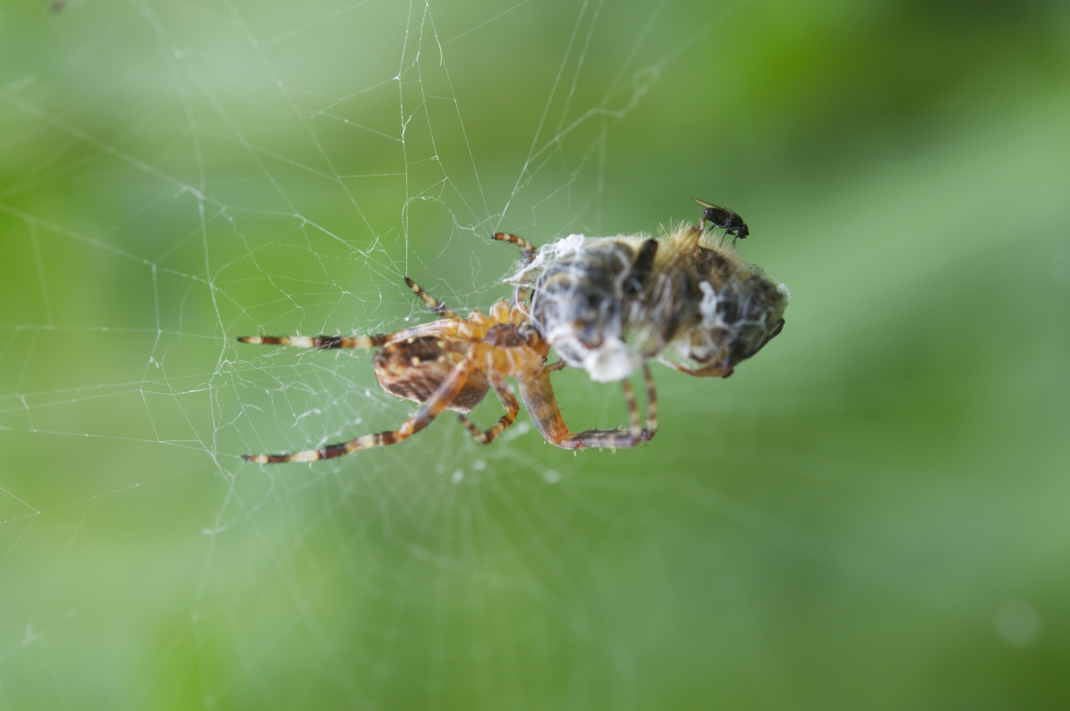Solo un po 'mosca in una posizione particolare