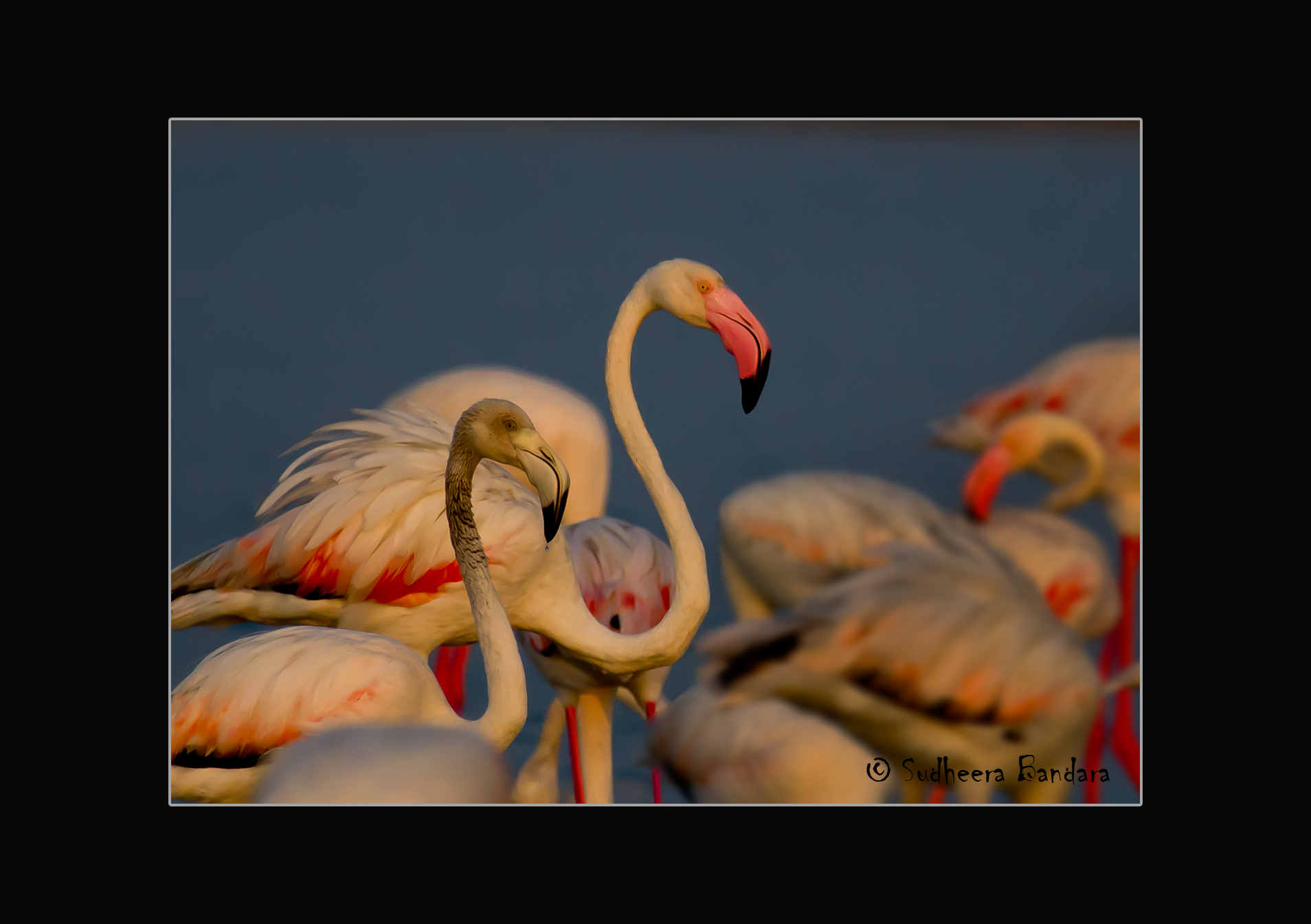 Greater Flamingo