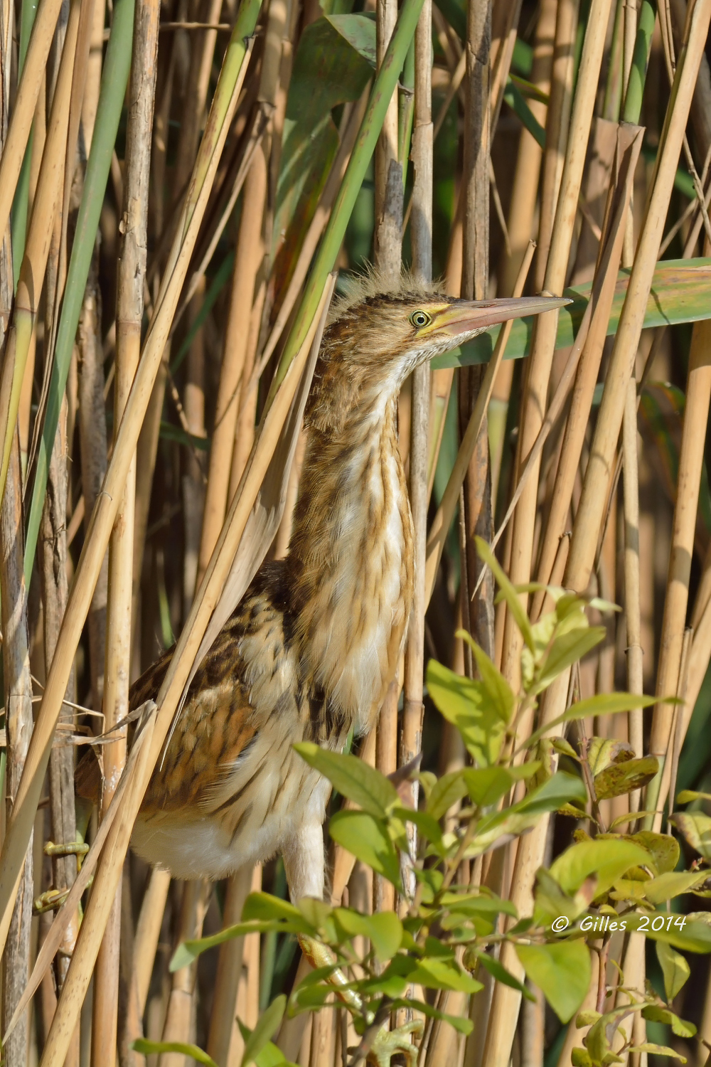 ...e dove sta mammà?