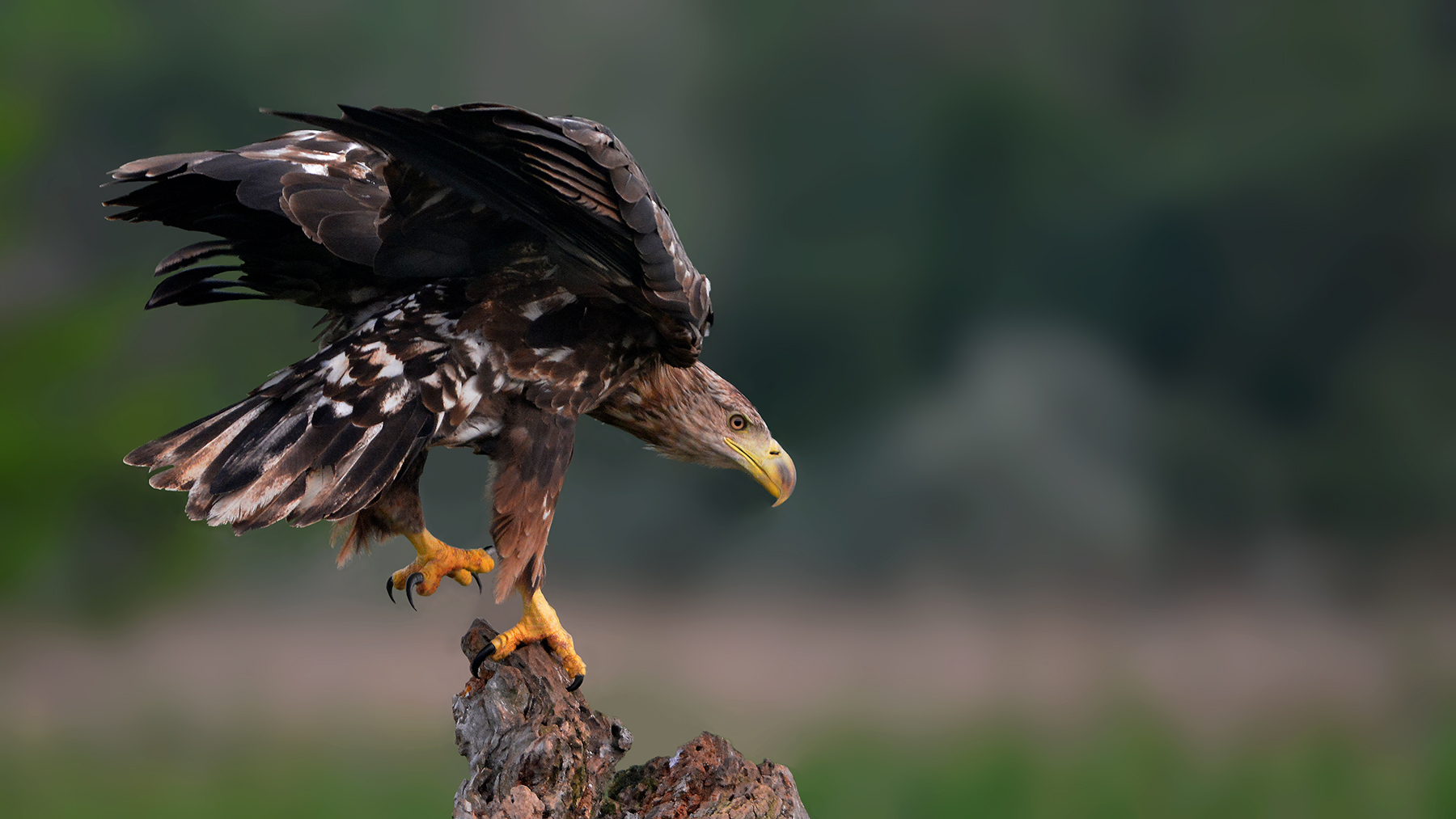aquile di mare danubio