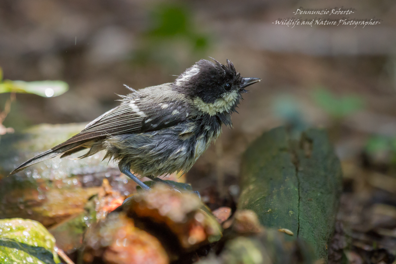 new sighting to my shed