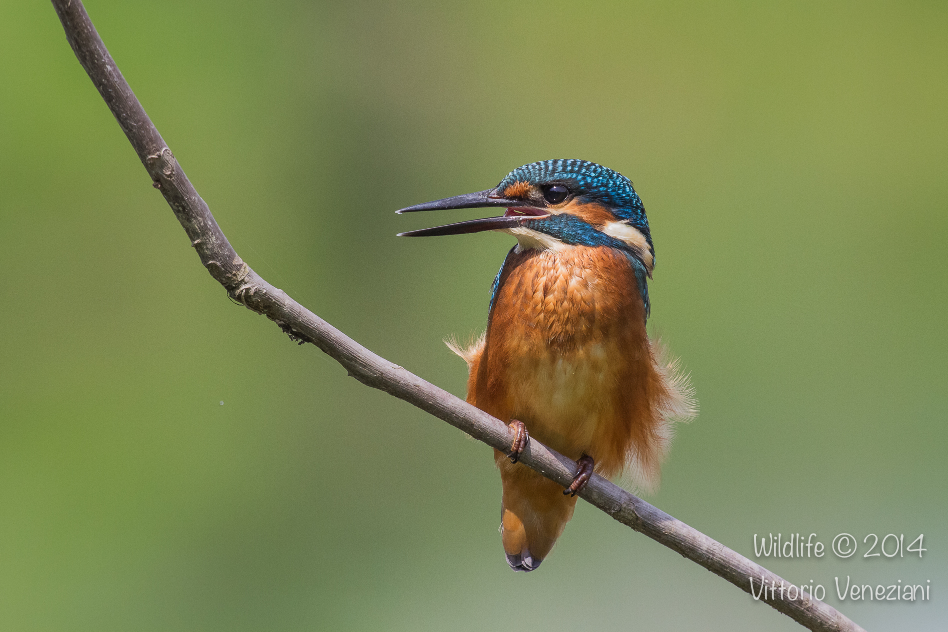 Martino a Racconigi 1
