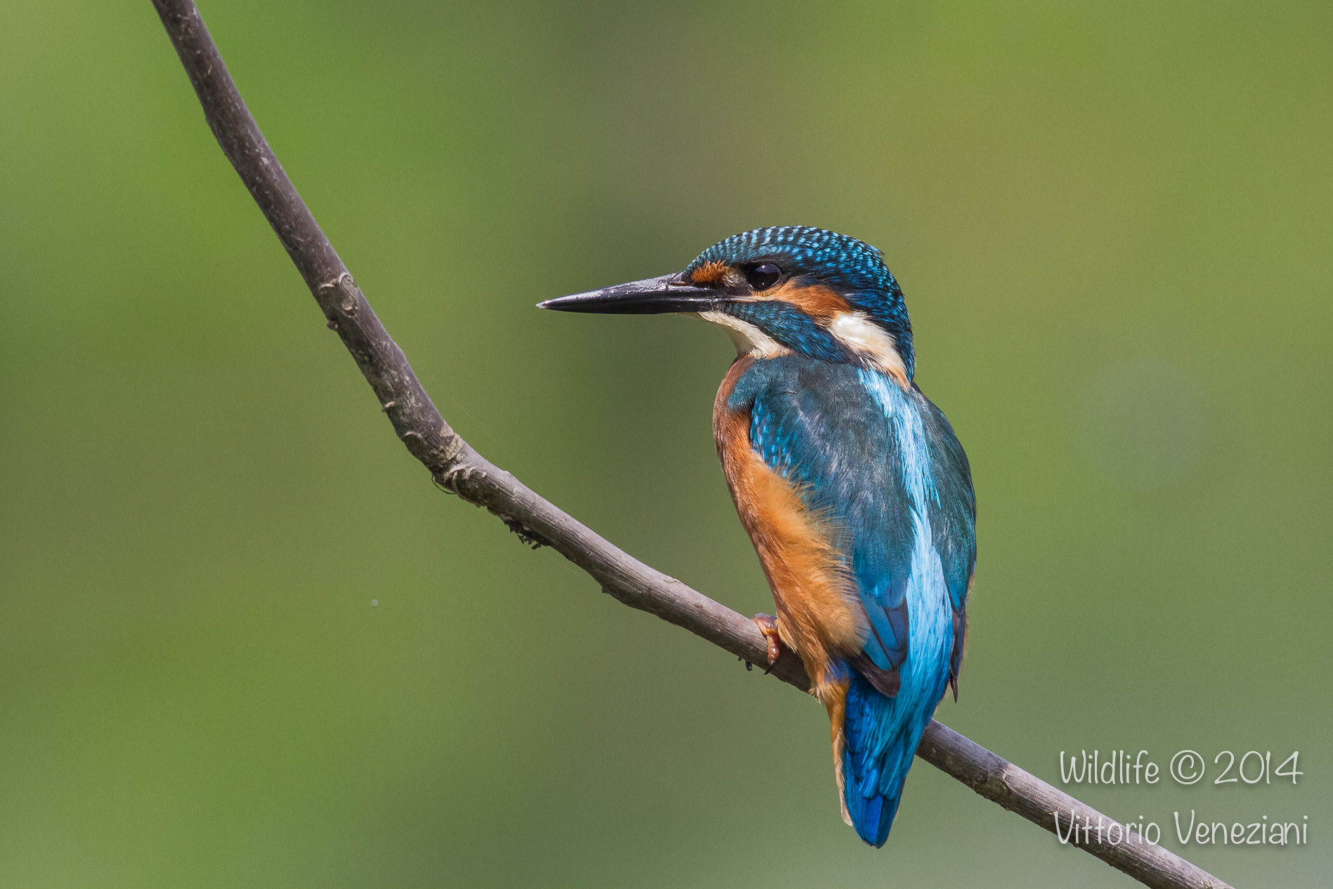 Martino a Racconigi 3