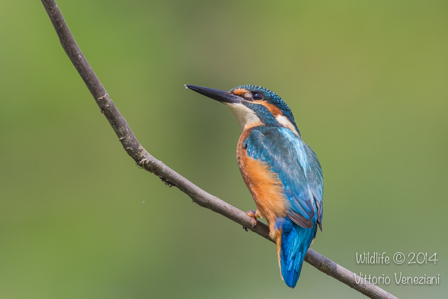 Martino a Racconigi 4