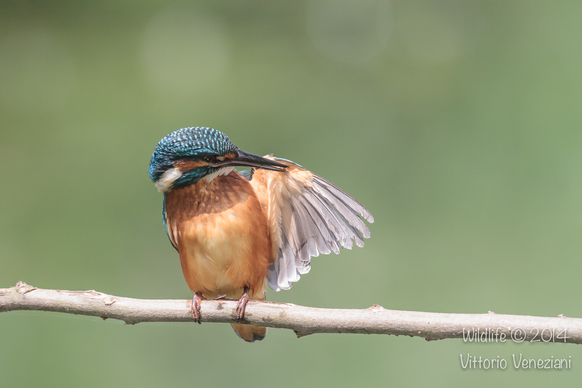 Martino a Racconigi 5