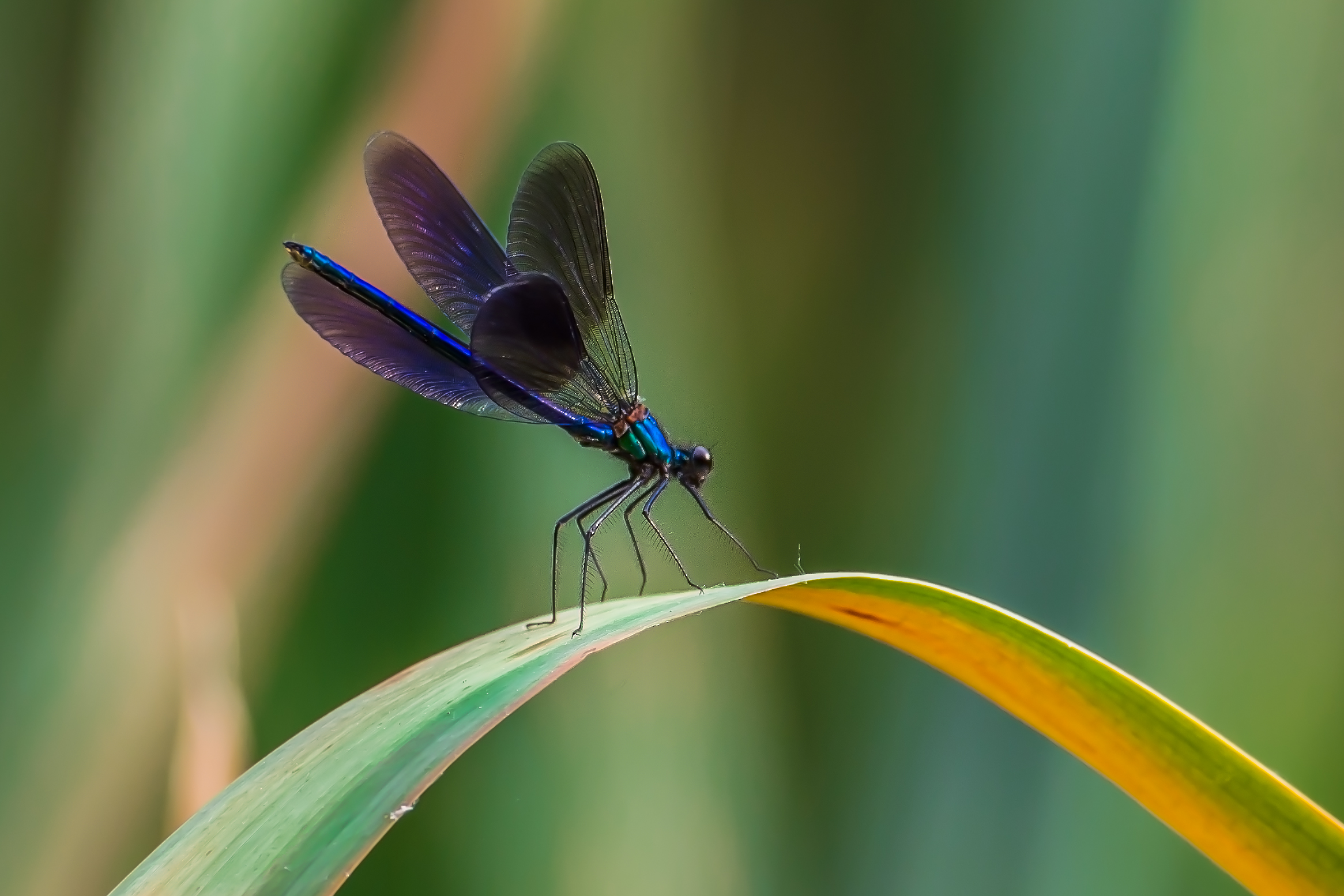 libellula azzurra