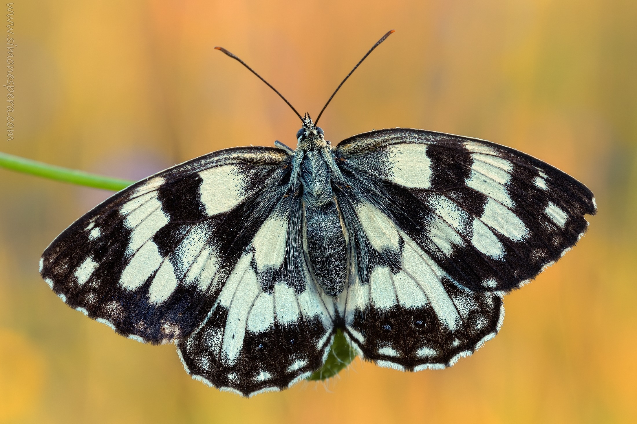 Melanargia galathea (Linnaeus 1758) .... the straight ...