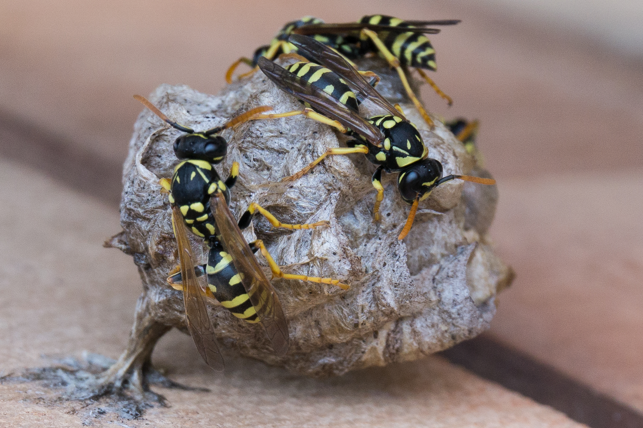 piccolo vespaio attaccato al muro del balcone