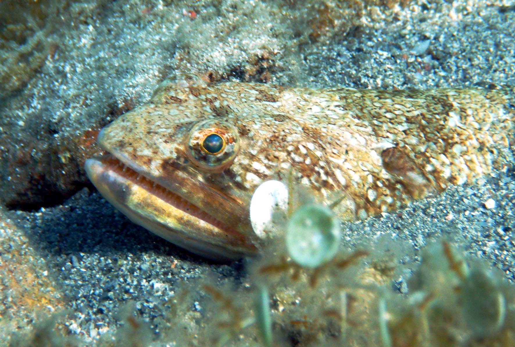 pesce lucertola 2