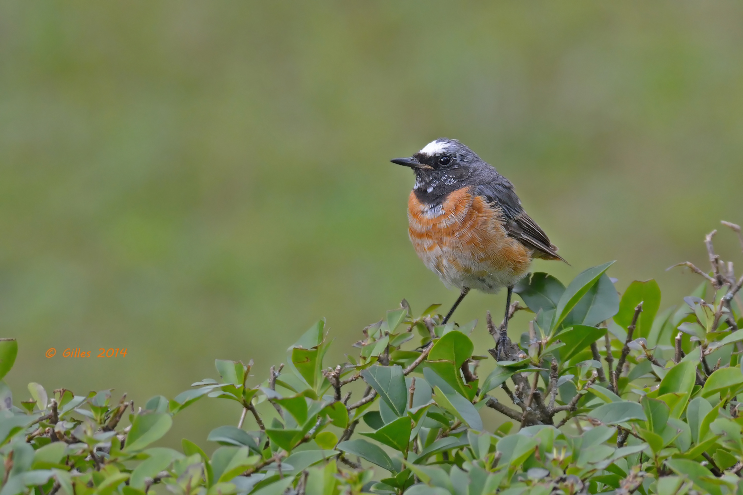 Codirosso maschio (Phoenicurus phoenicurus)