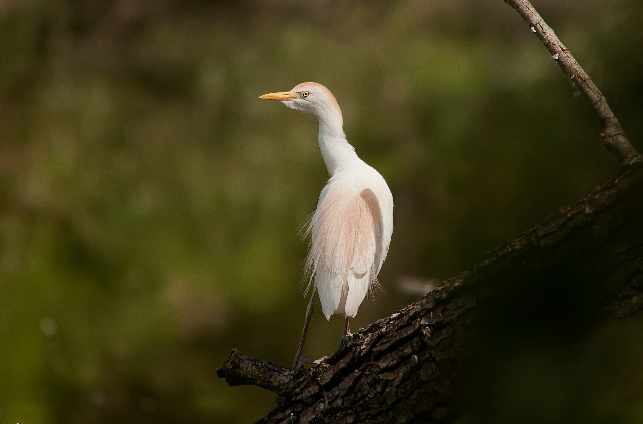 Egrets